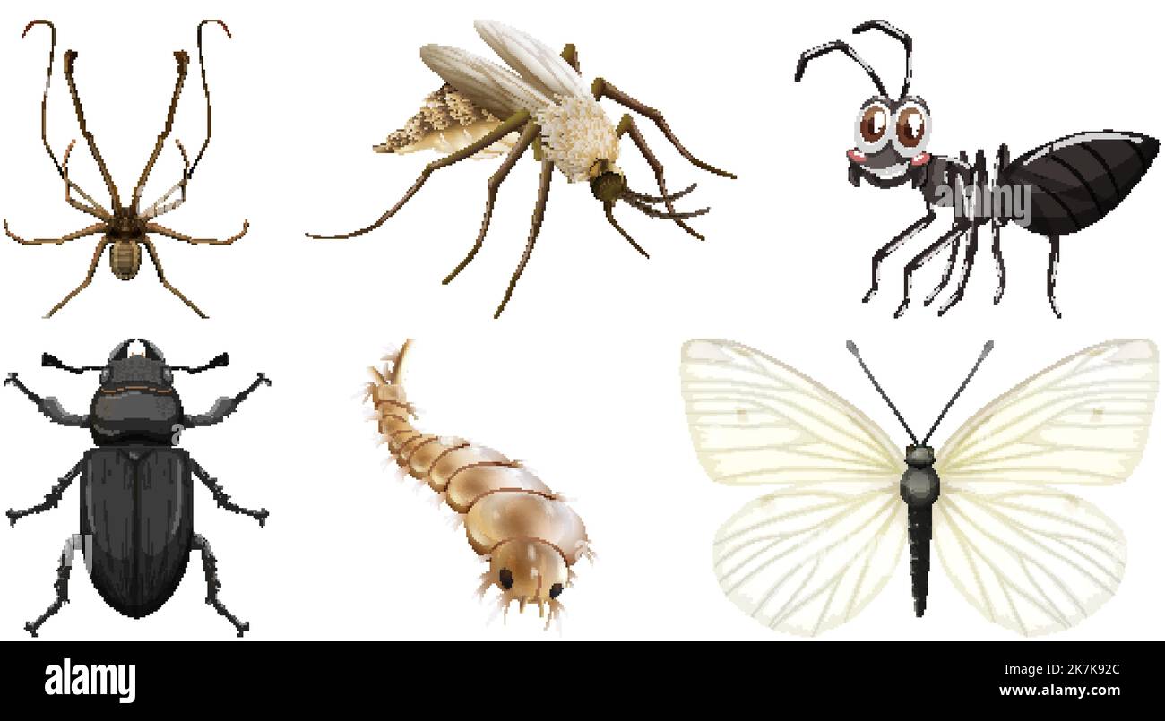 Collection of different insects vector illustration Stock Vector Image ...