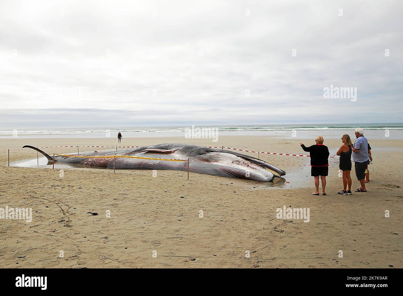©PHOTOPQR/LE TELEGRAMME/Steven Lecornu ; Tréguennec ; 10/09/2022 ; Un rorqual s’est échoué sur la plage de Kermabec, à Tréguennec (29). - A whale ran aground on Kermabec beach in Tréguennec (29). Stock Photo