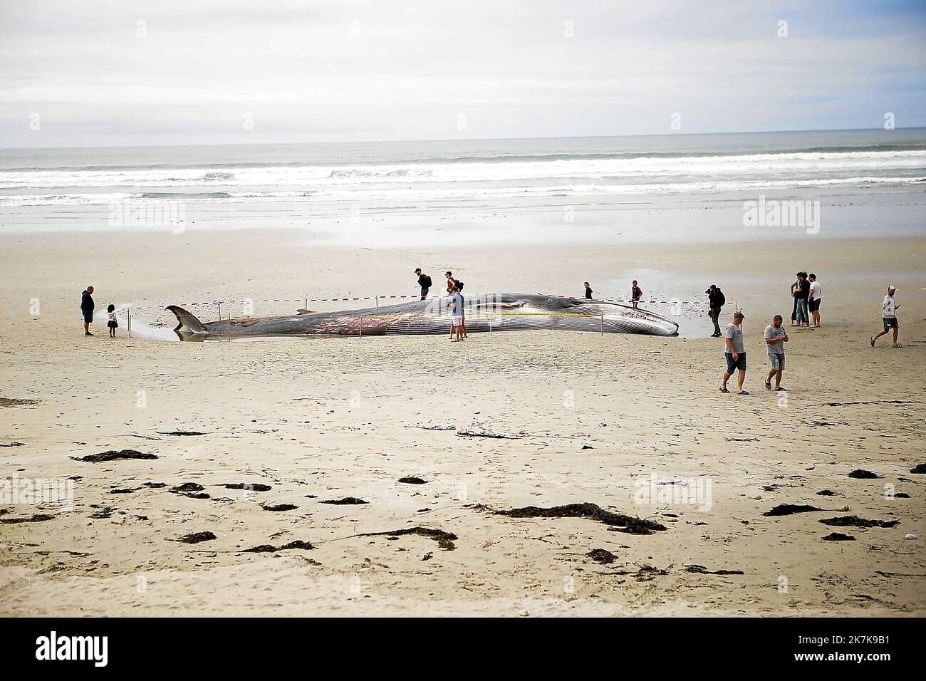 ©PHOTOPQR/LE TELEGRAMME/Steven Lecornu ; Tréguennec ; 10/09/2022 ; Un rorqual s’est échoué sur la plage de Kermabec, à Tréguennec (29). - A whale ran aground on Kermabec beach in Tréguennec (29). Stock Photo