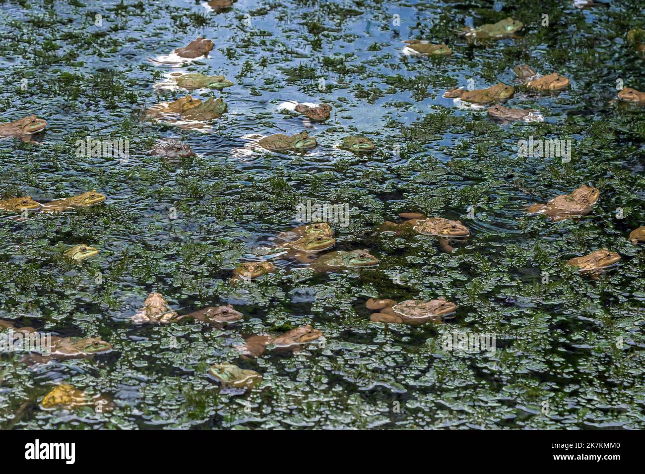 Frogs farm for agriculture at house. Cultivation of frogs with water