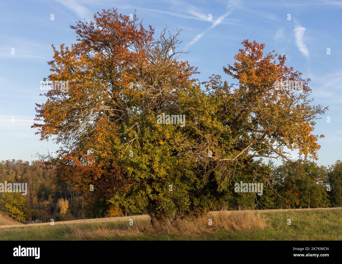 alter einzelner Baum im Herbstgewand Herzform Stock Photo