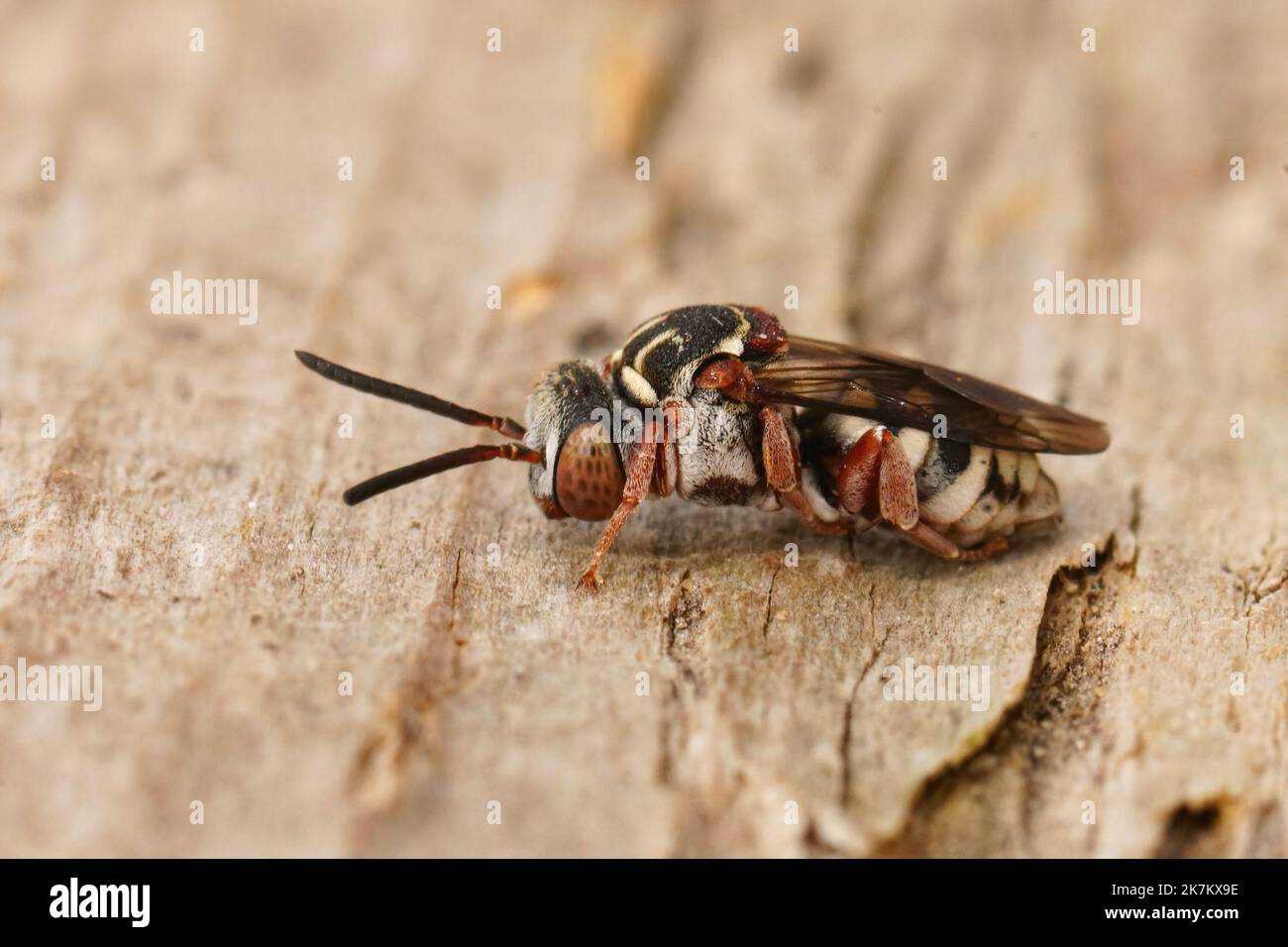 Detailed closeup on a black-thighed Epeolus variegatus cleptoparasitic solitary cuckoo bee sitting on wood Stock Photo