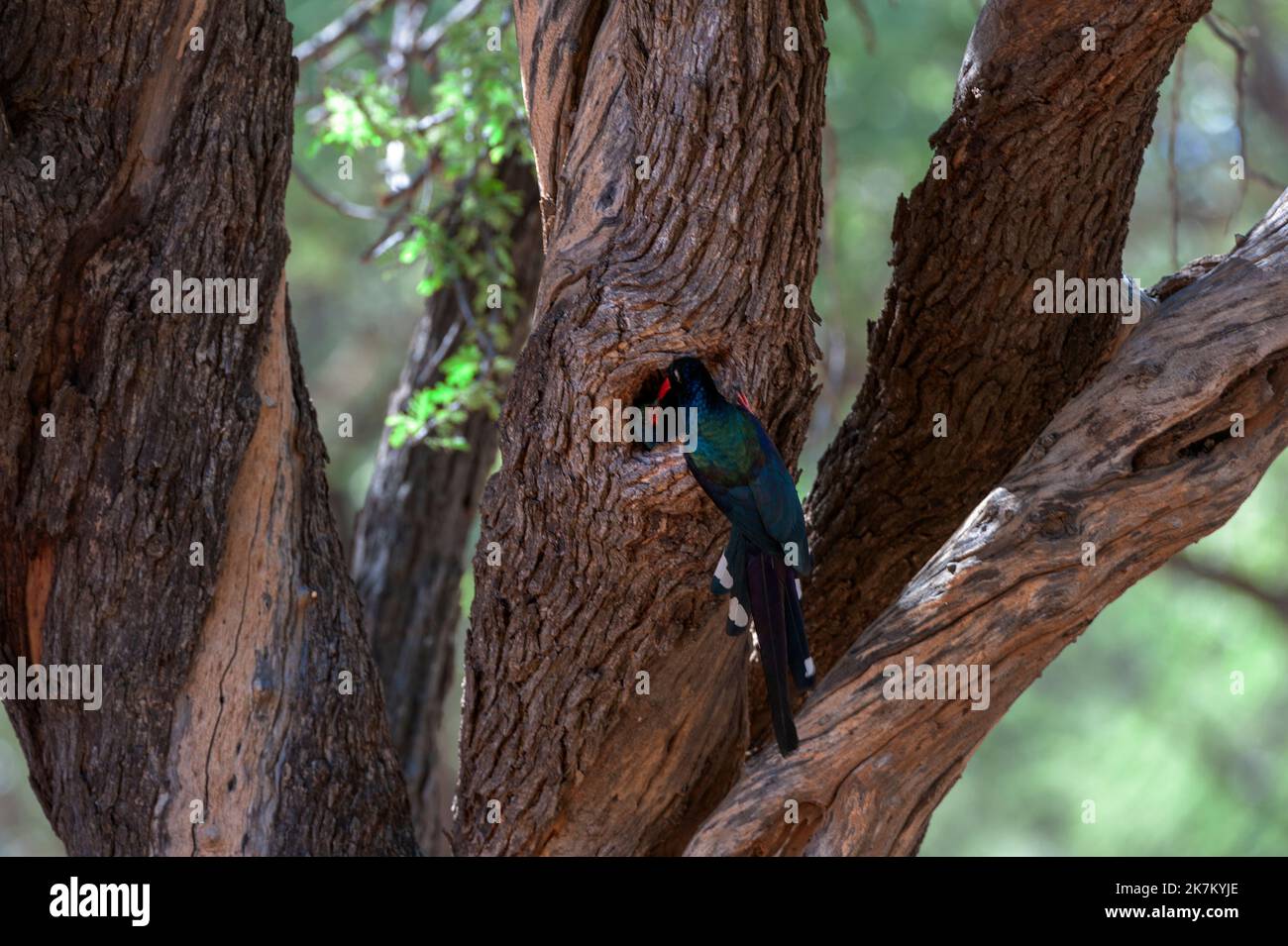 Green Wood-Hoopoe ( Phoeniculus purpureus ) Pilanesberg Nature Reserve, South Africa Stock Photo