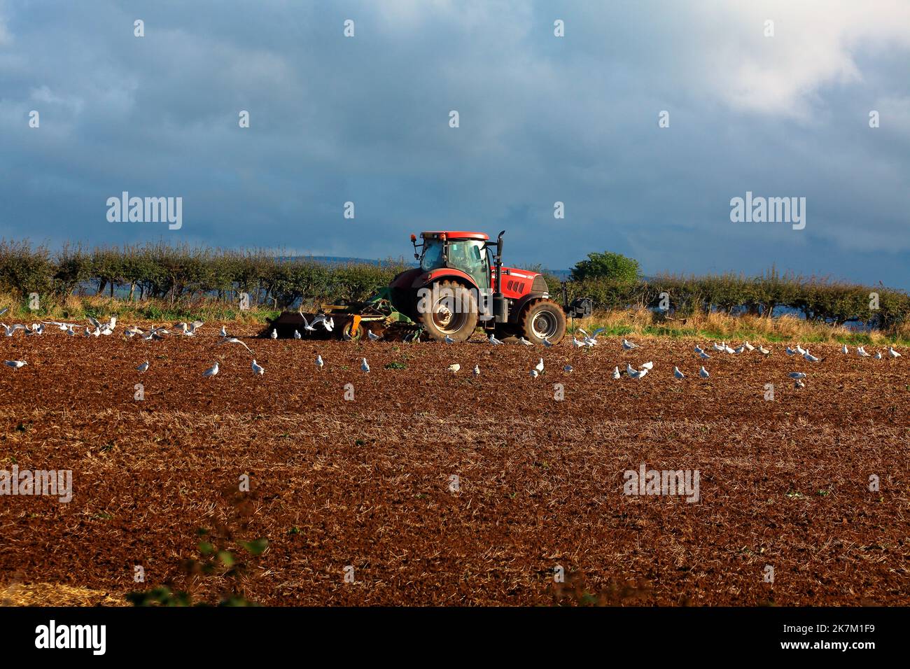 A Farmer preparing his field for the next crops to be planted later on and drives his tractor round the field in a very precise and careful manner. Stock Photo