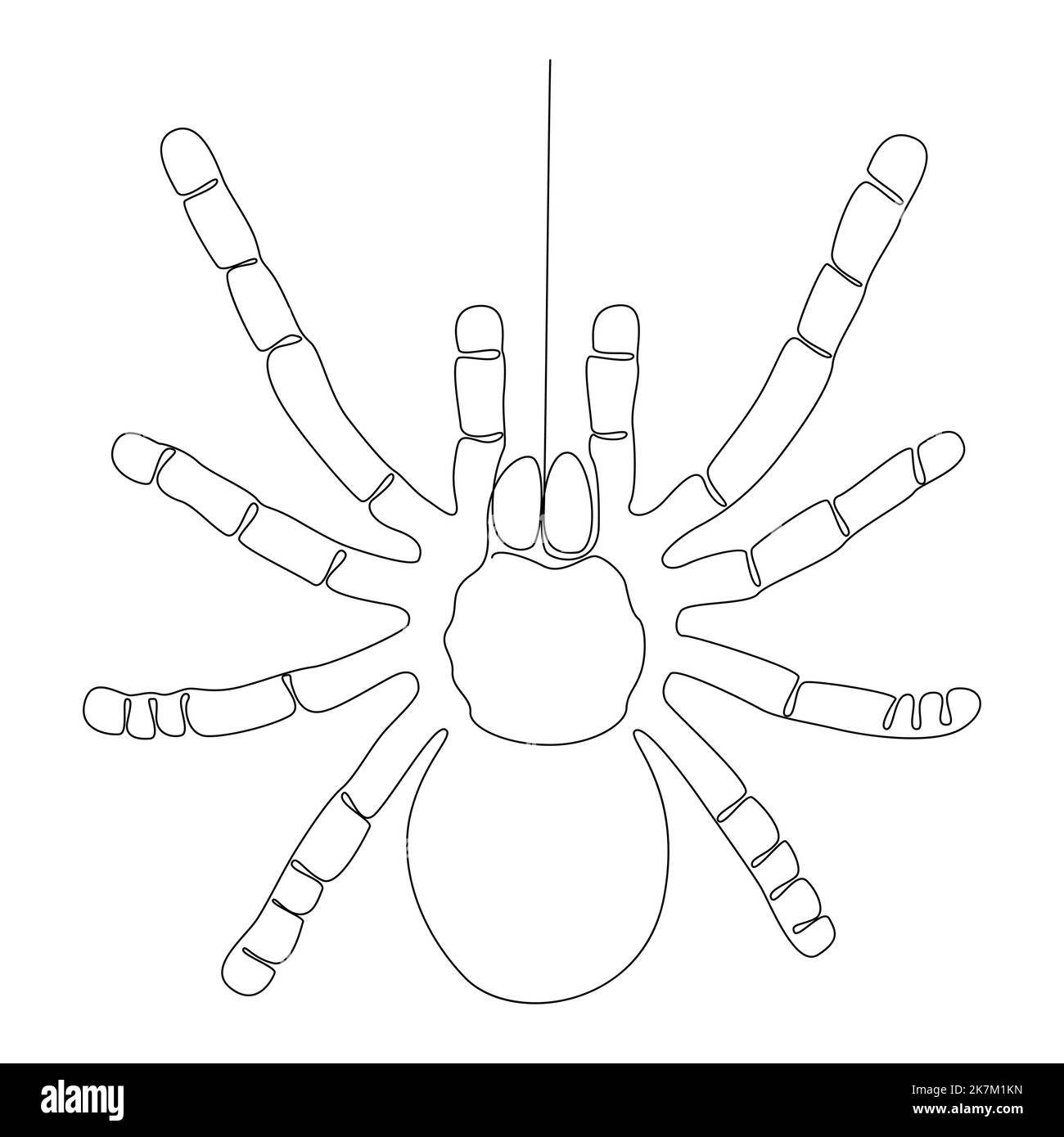 Discover 150+ spider sketch super hot