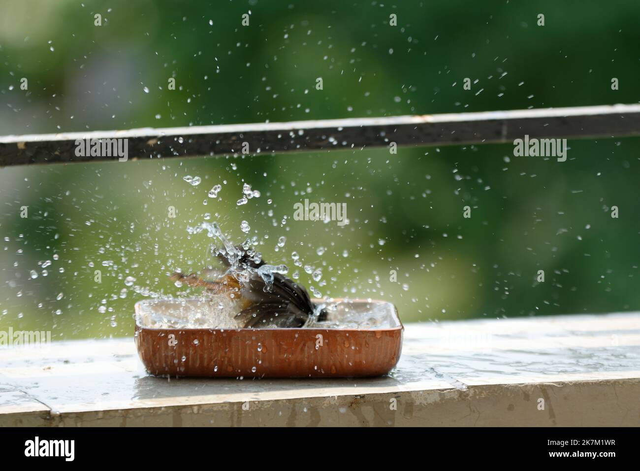 Extreme Bird Sport Bird bathing gymnastics and joyful antics in a