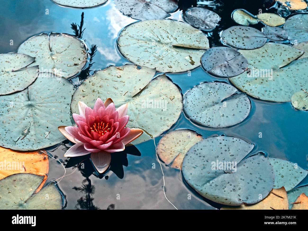 Pink waterlily flower floating  in a dark pond. The water is dark blue and reflects the clouds in the sky Stock Photo