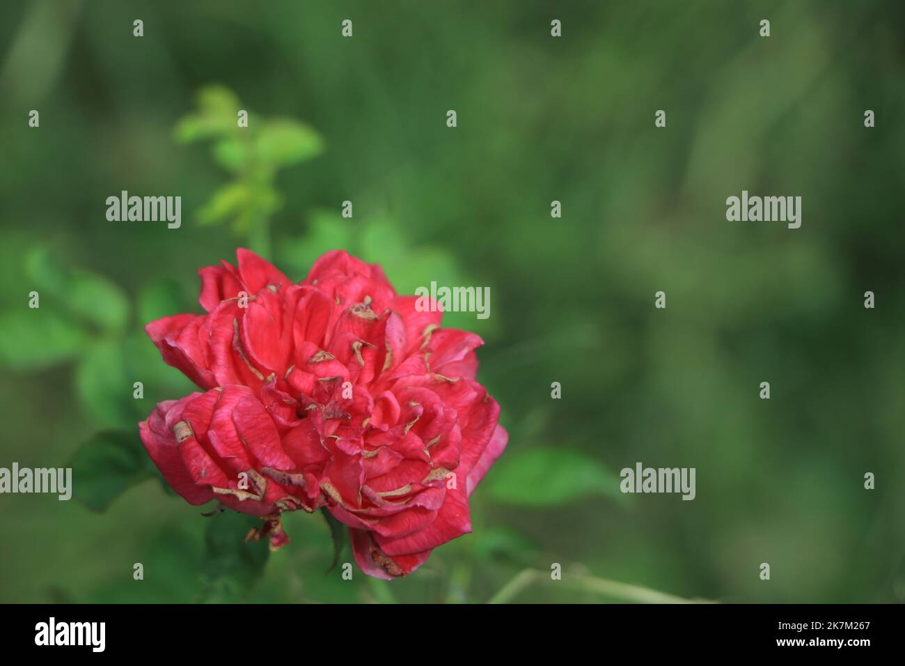 Red rose in a garden with green blurry background Stock Photo - Alamy