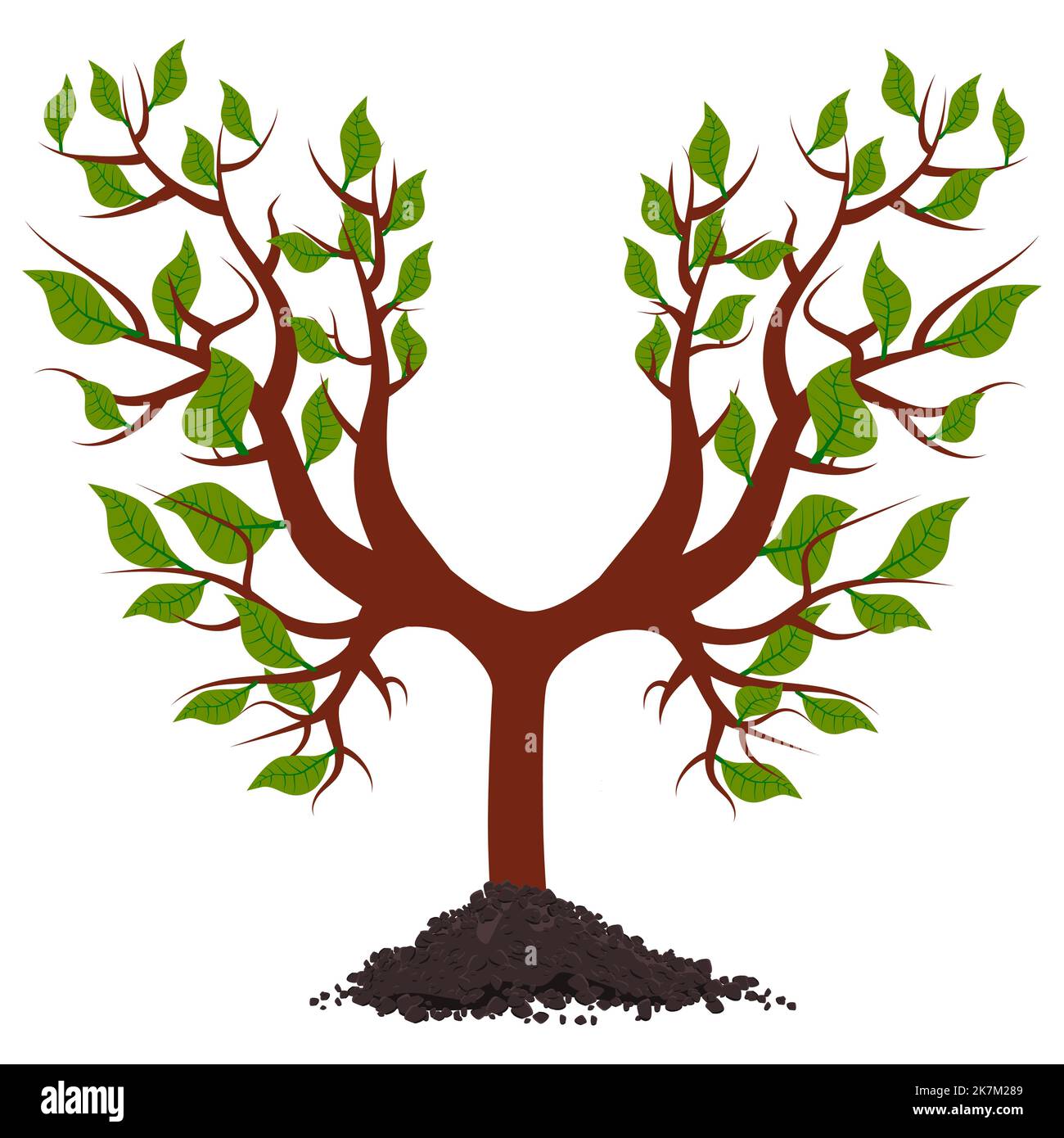 Young tree with roots in pile of soil isolated on white. Symmetrical