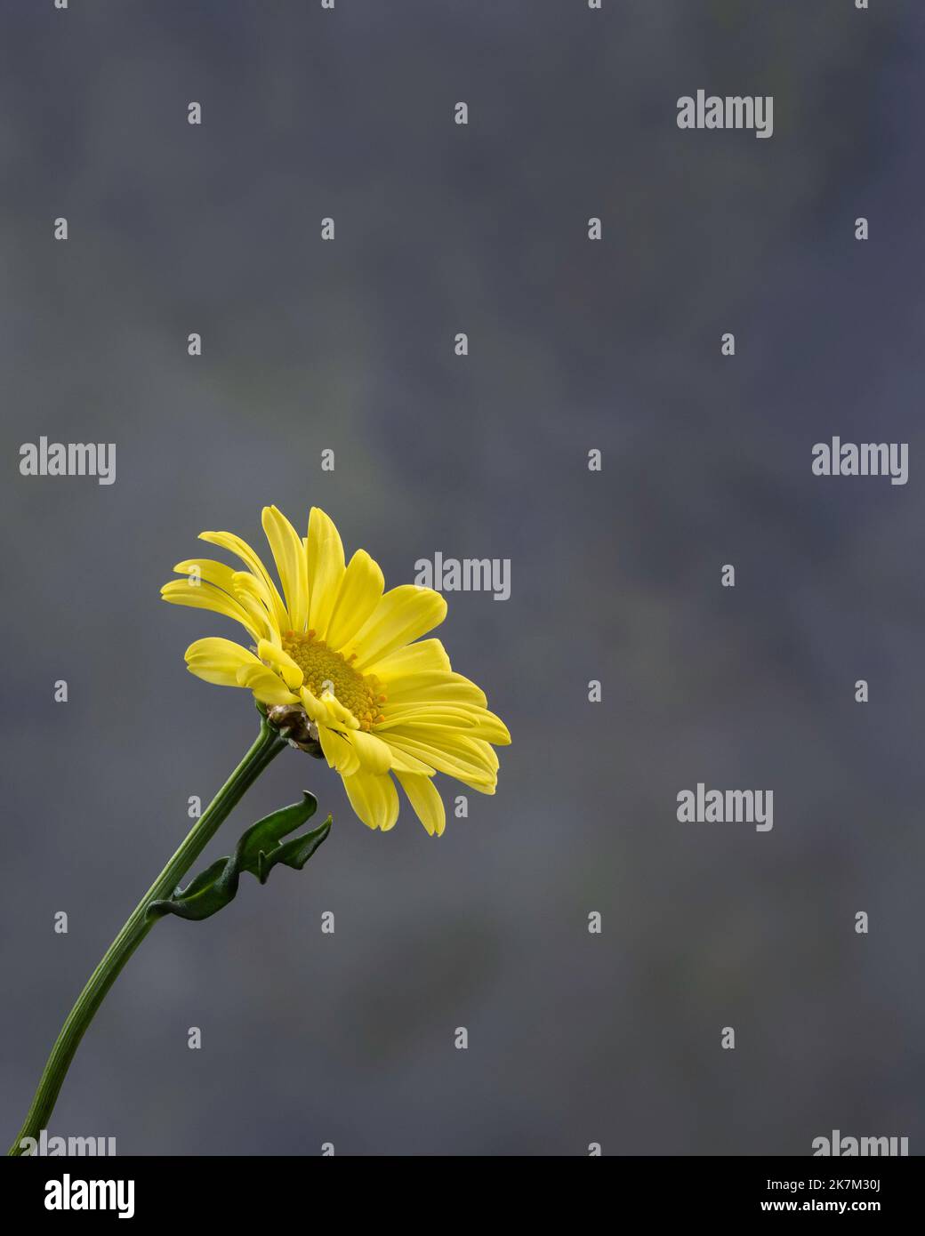 A bright yellow flower on textured background. Vertical format. Stock Photo