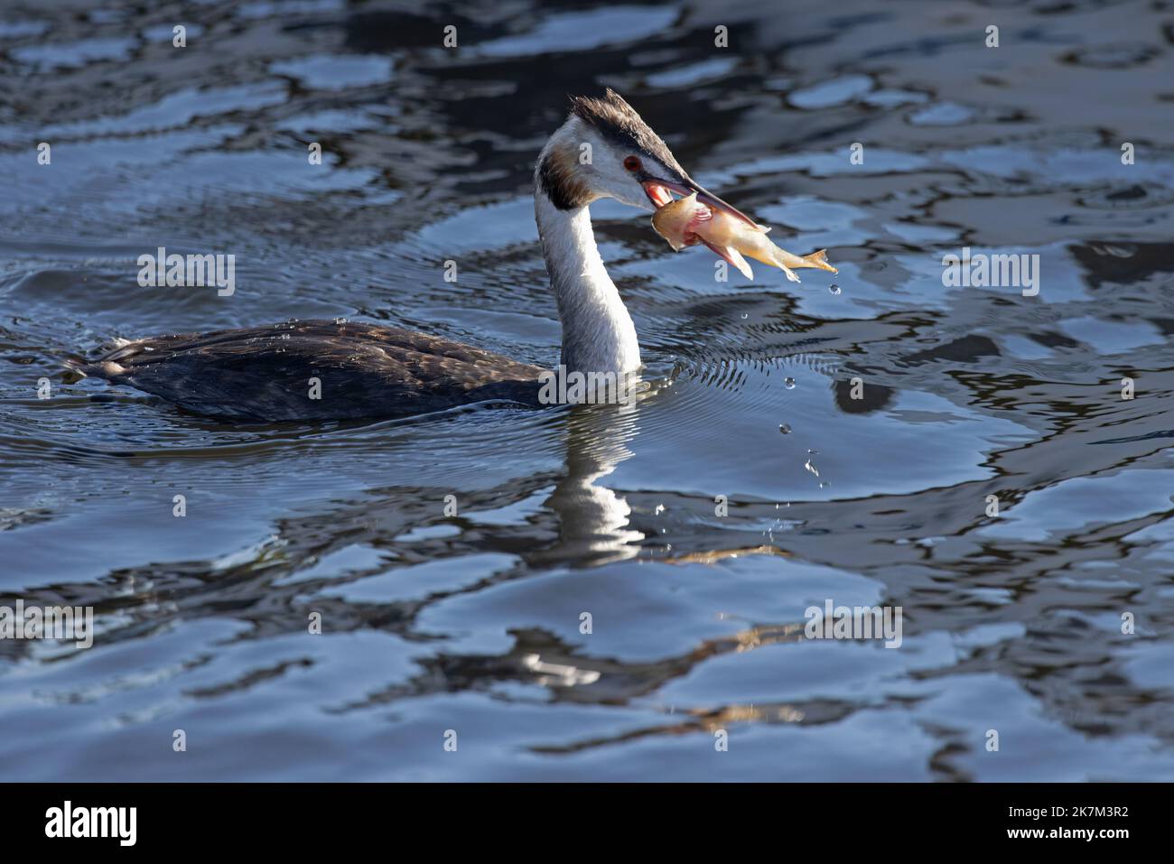 Great Crested Grebe (Podiceps cristatus) with Ruffe (Gymnocephalus cernua) fish against the light Norfolk GB UK October 2022 Stock Photo