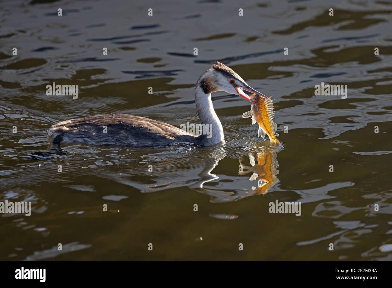 Great Crested Grebe (Podiceps cristatus) with Ruffe (Gymnocephalus cernua) fish against the light Norfolk GB UK October 2022 Stock Photo