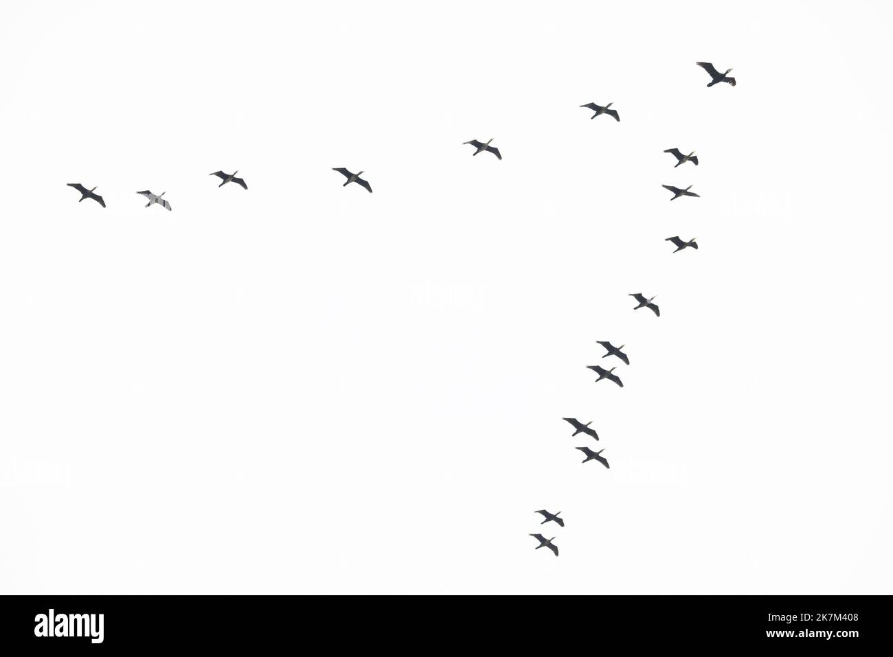 Cormorant (Phalacrocorax carbo) flock flying Norfolk UK GB September 2022 Stock Photo