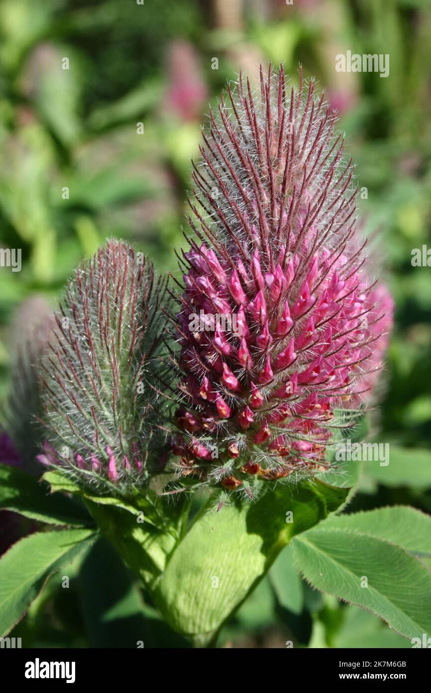Ruddy Clover (Trifolium rubens) flower. Stock Photo