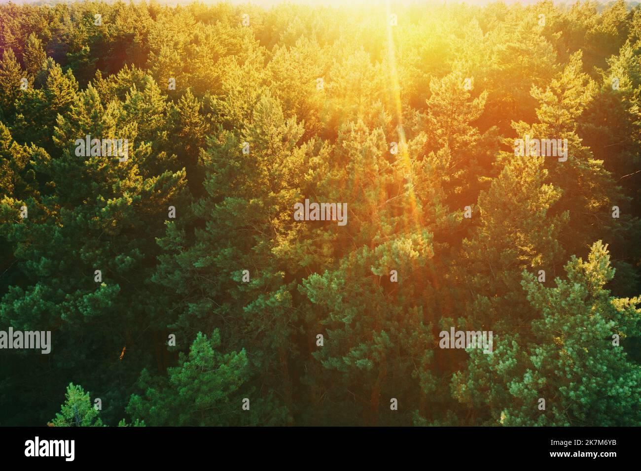 Aerial View Of Pine Forest And River. Elevated View Of Woods Forest River Landscape During Sunset In Autumn Evening. Sun Sunlight Above Woods And Stock Photo