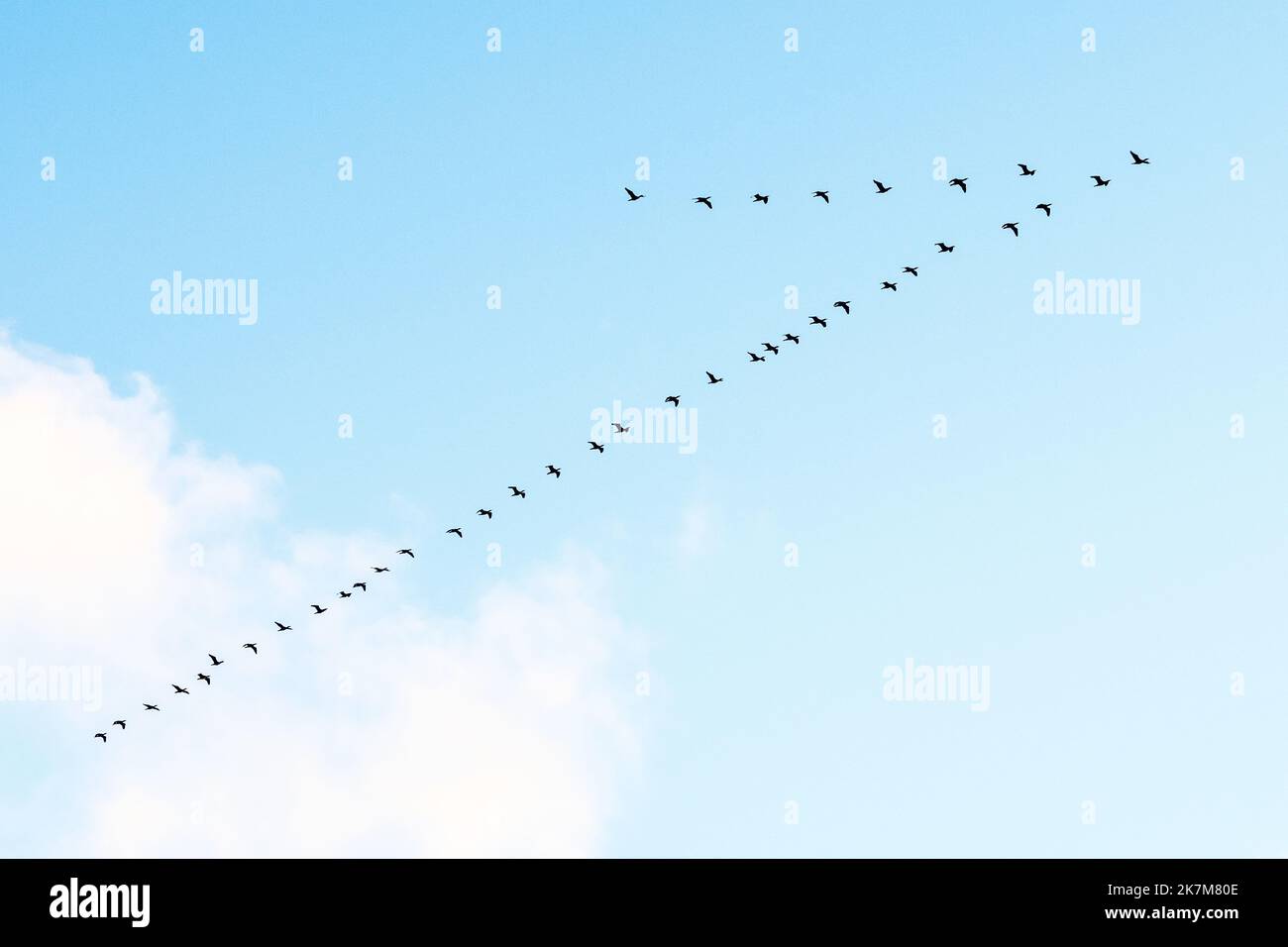 Black cormorants flying in a V formation against the sky on the Baltic