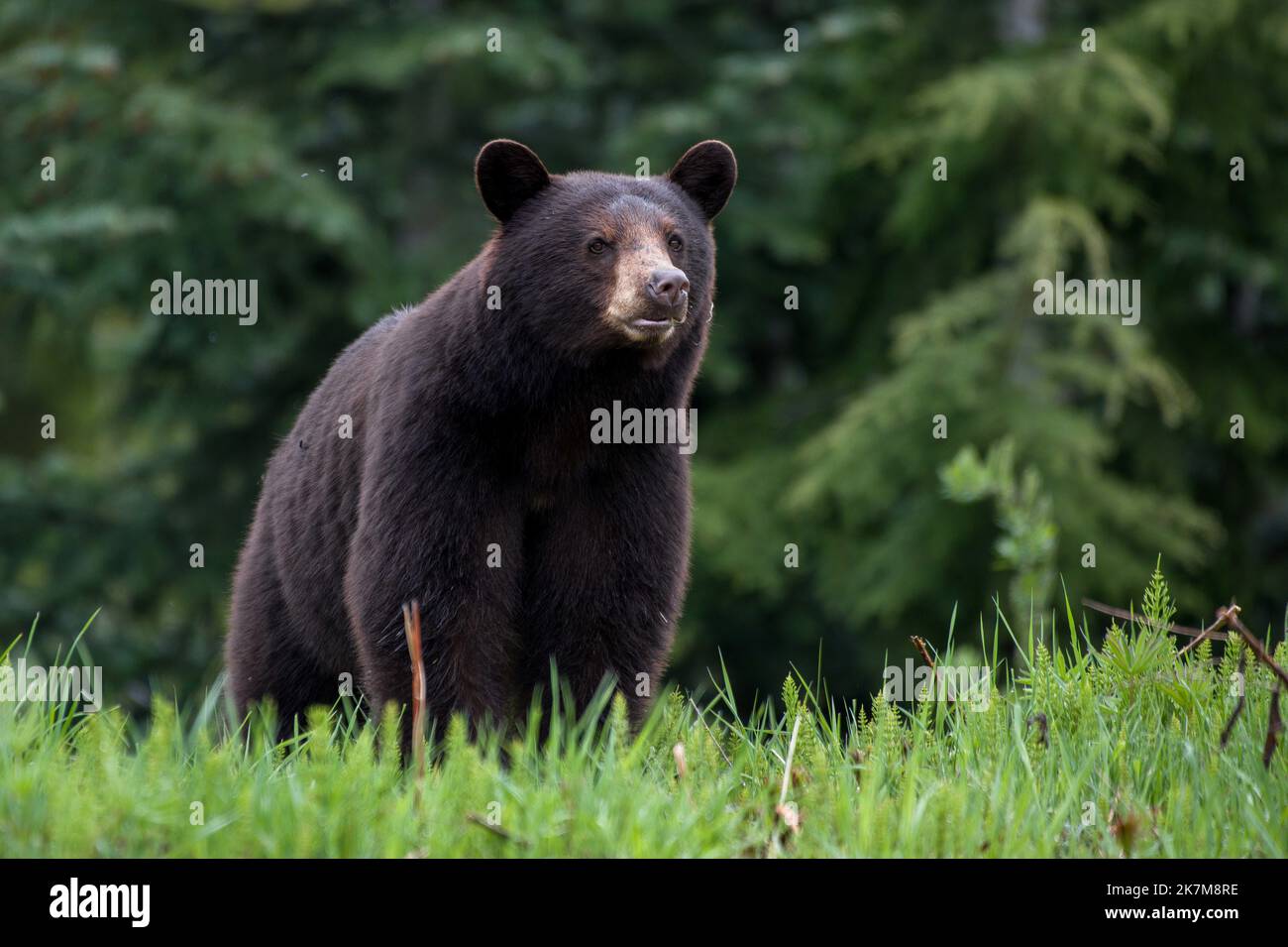 The bear starts pulling funny faces. Vancouver, Canada: THESE COMICAL photos show a black bear blowing a powerful raspberry. One hilarious image shows Stock Photo