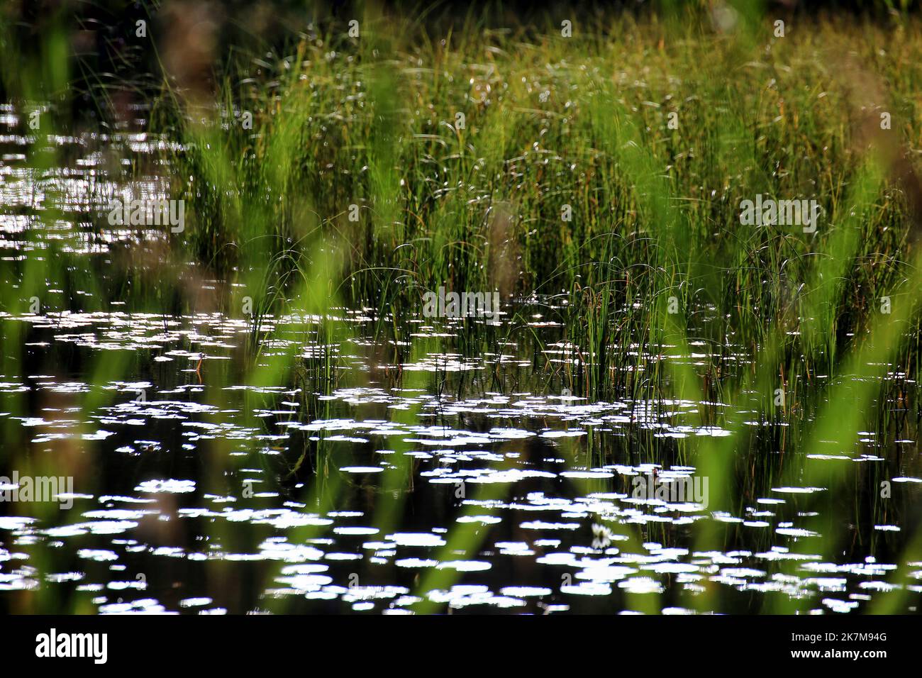 Water lilies reflecting sunlight and reed in a lake Stock Photo - Alamy