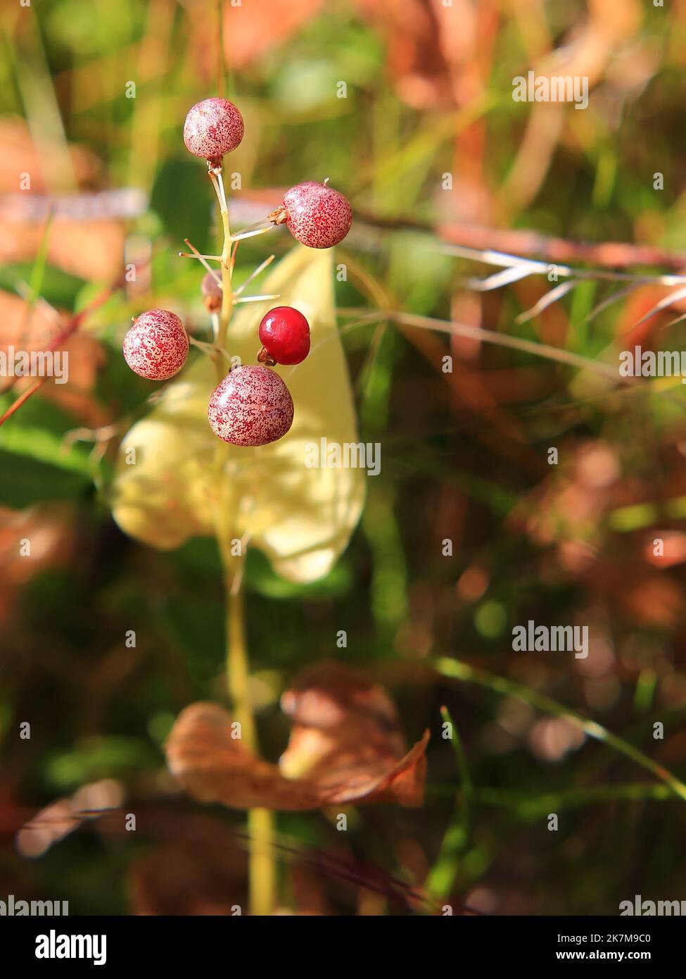 Patterned berries of the May lily (Maianthemum bifolium). Stock Photo