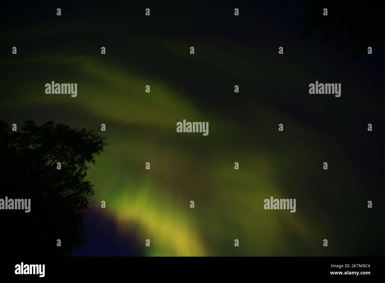 Aurora boealis in northern Sweden with tree silhouette in upward shot. Stock Photo