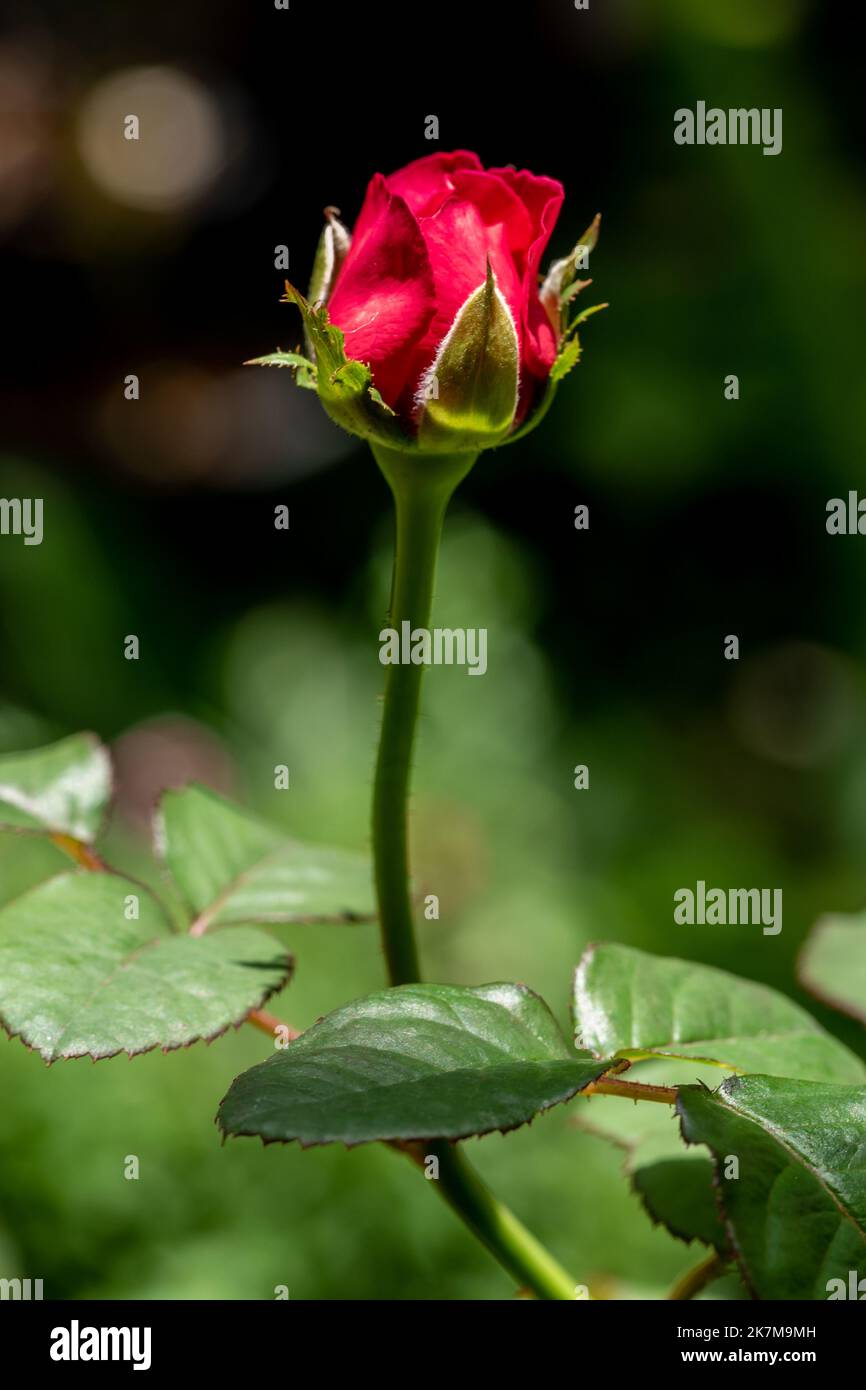 Shape and colors of Princess Kishi roses that blooming Stock Photo - Alamy