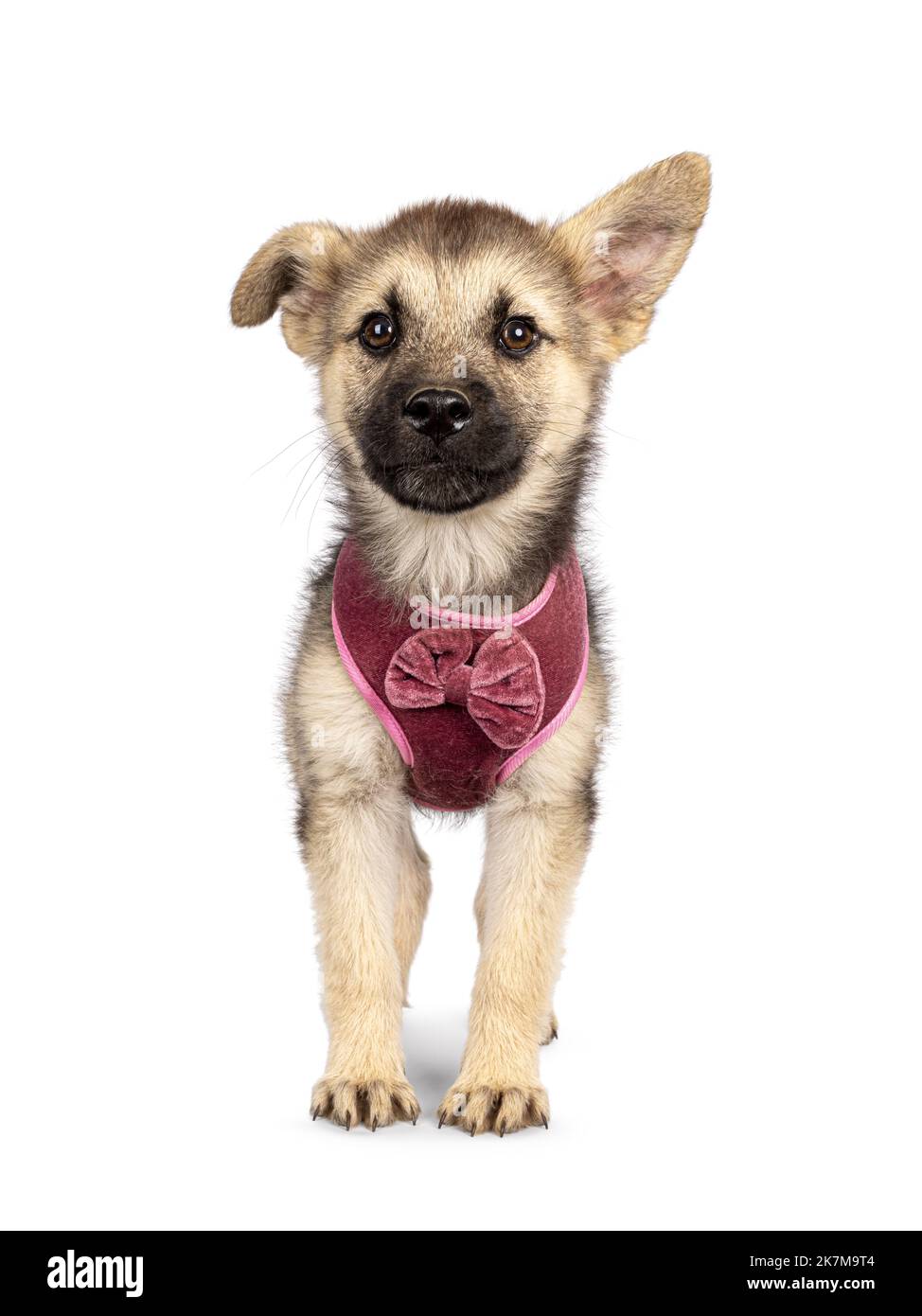 Adorable brown with black mixed Mudi and Germand Shepherd dog puppy, wearing harness. Standing up facing front. Looking towards camera with one floppy Stock Photo