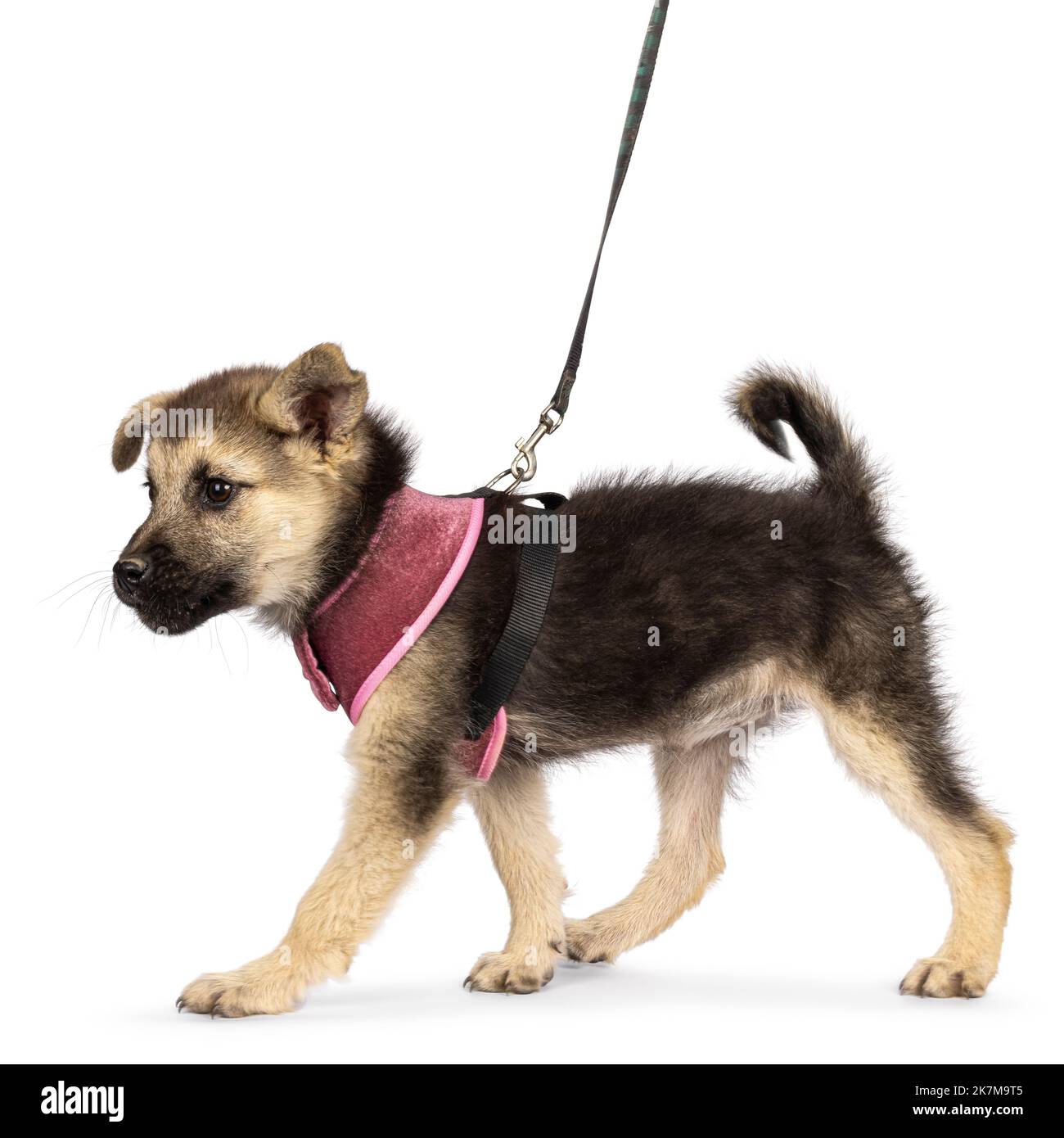 Adorable brown with black mixed Mudi and Germand Shepherd dog puppy, wearing harness. Walking side ways on a leash. Looking towards camera with one fl Stock Photo