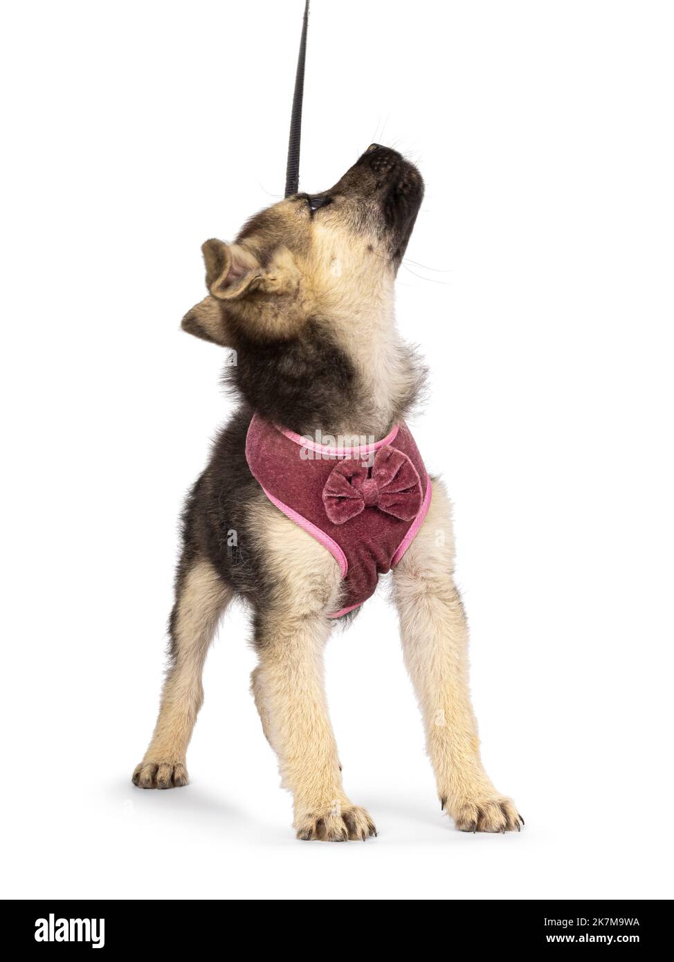 Adorable brown with black mixed Mudi and Germand Shepherd dog puppy, wearing harness on leash. Standing up facing front. Looking up to owner boss and Stock Photo