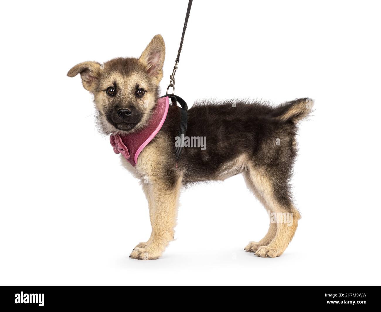 Adorable brown with black mixed Mudi and Germand Shepherd dog puppy, wearing harness. Standing side ways on a leash. Looking towards camera with one f Stock Photo
