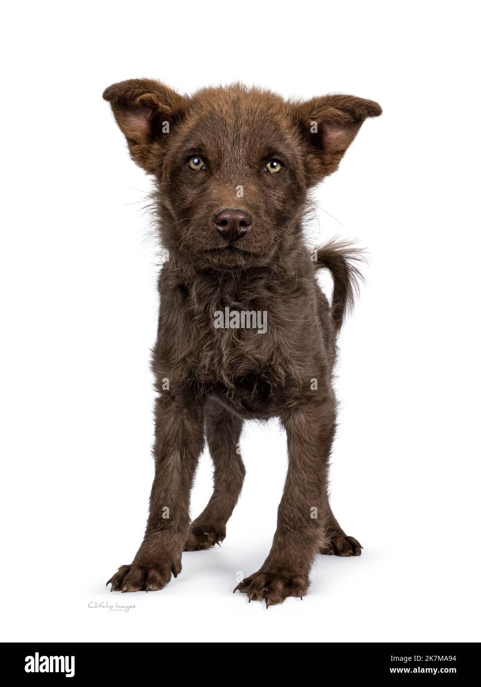 Liver colored German Shepherd dog puppy, standing facing front. Looking straight to camera with greenish eyes. isolated on a white background. Stock Photo