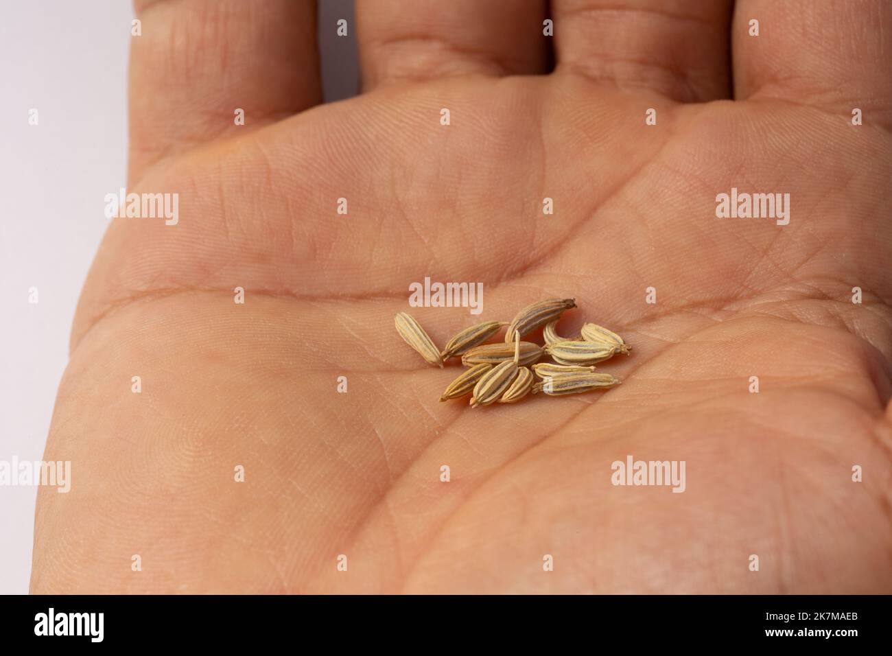 dried fennel seeds in hand Stock Photo Alamy