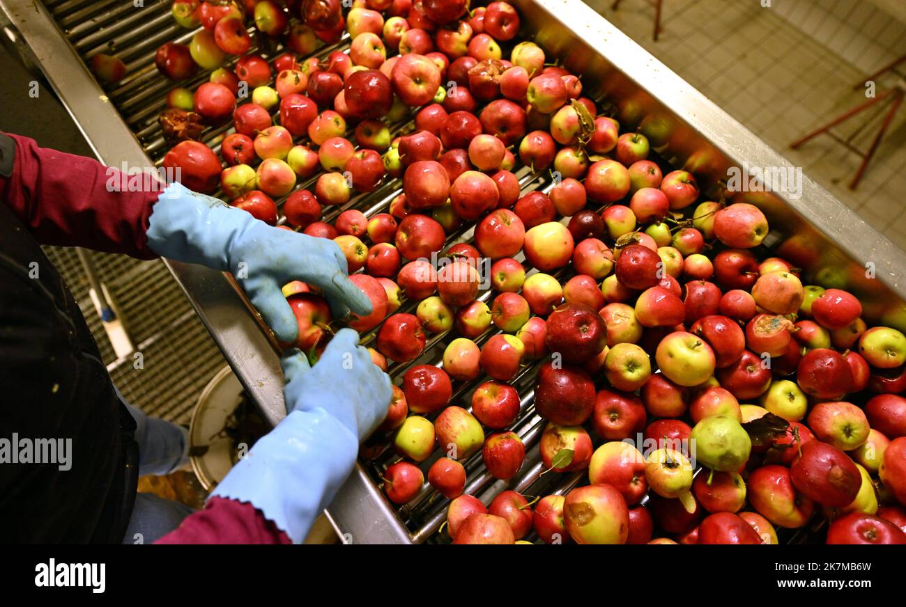 18 October 2022, Thuringia, Gierstädt: A production worker from Poland  sorts apples before processing at Fahner Obst. According to the company,  just 34 percent of the expected apples were harvested at Fahner