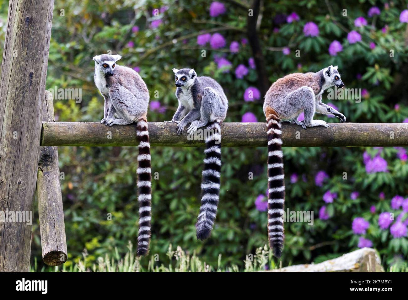 A portrait of 3 ring tailed lemurs sitting on a wooden beam in a zoo. the animals are looking around. the mammals are very cute and their long striped Stock Photo