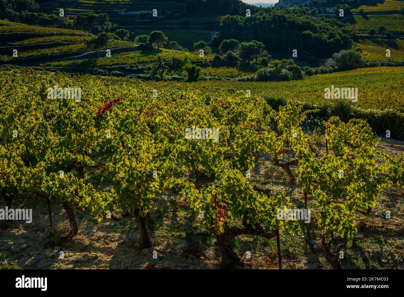 landscape of vineyards near the mont venteux and the dentelle de montmirail in early autumn, France ,Vaucluse ,provence . Stock Photo