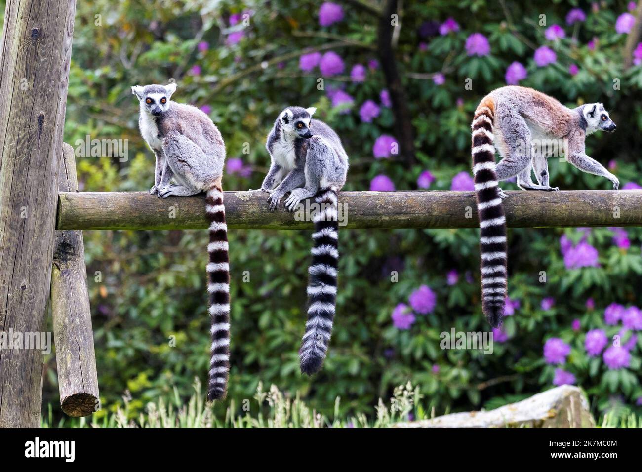 A portrait of 3 ring tailed lemurs sitting on a wooden beam in a zoo. the animals are looking around. the mammals are very cute. Stock Photo