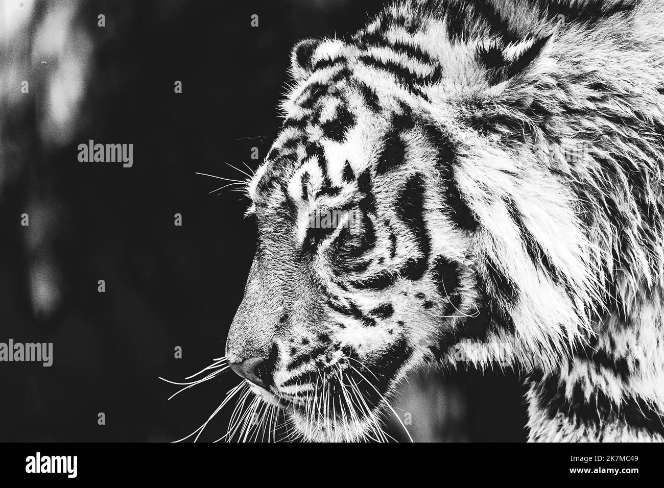 A black and white wildlife headshot of a Siberian tiger standing up