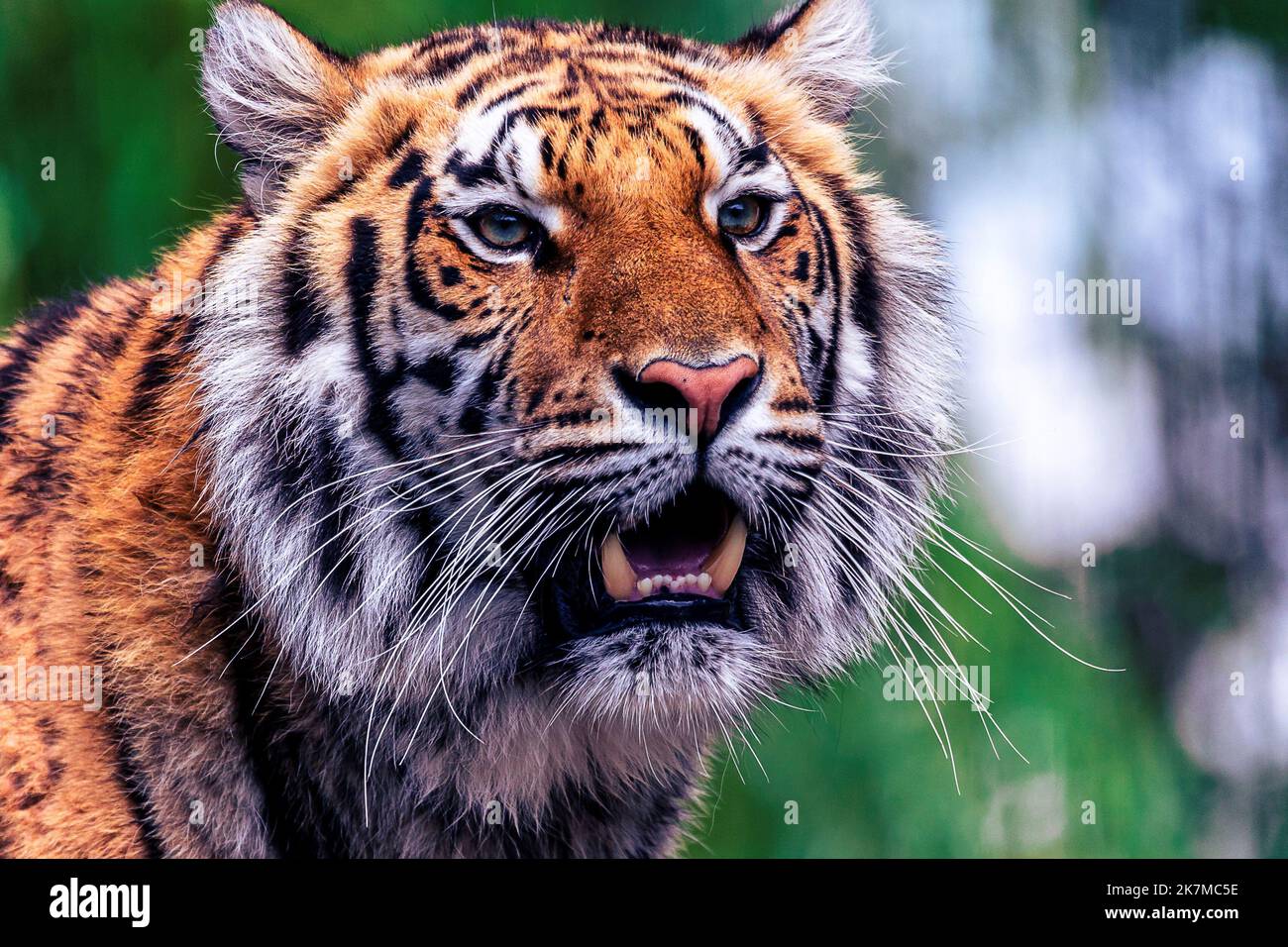 This is a tiger portrait. This menacing tiger have great orange eyes. stock  photo