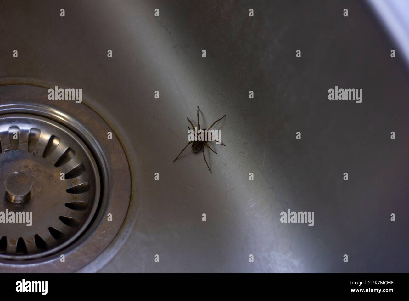 A portrait of a tegenaria domestica , domestic house spider or barn