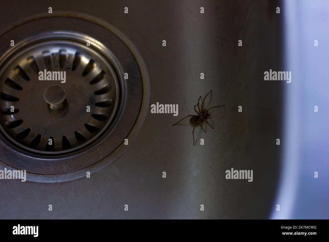 A portrait of a tegenaria domestica , barn funnel weaver or domestic house spider. The insect is trapped in the sink near the drain, because it cannot Stock Photo