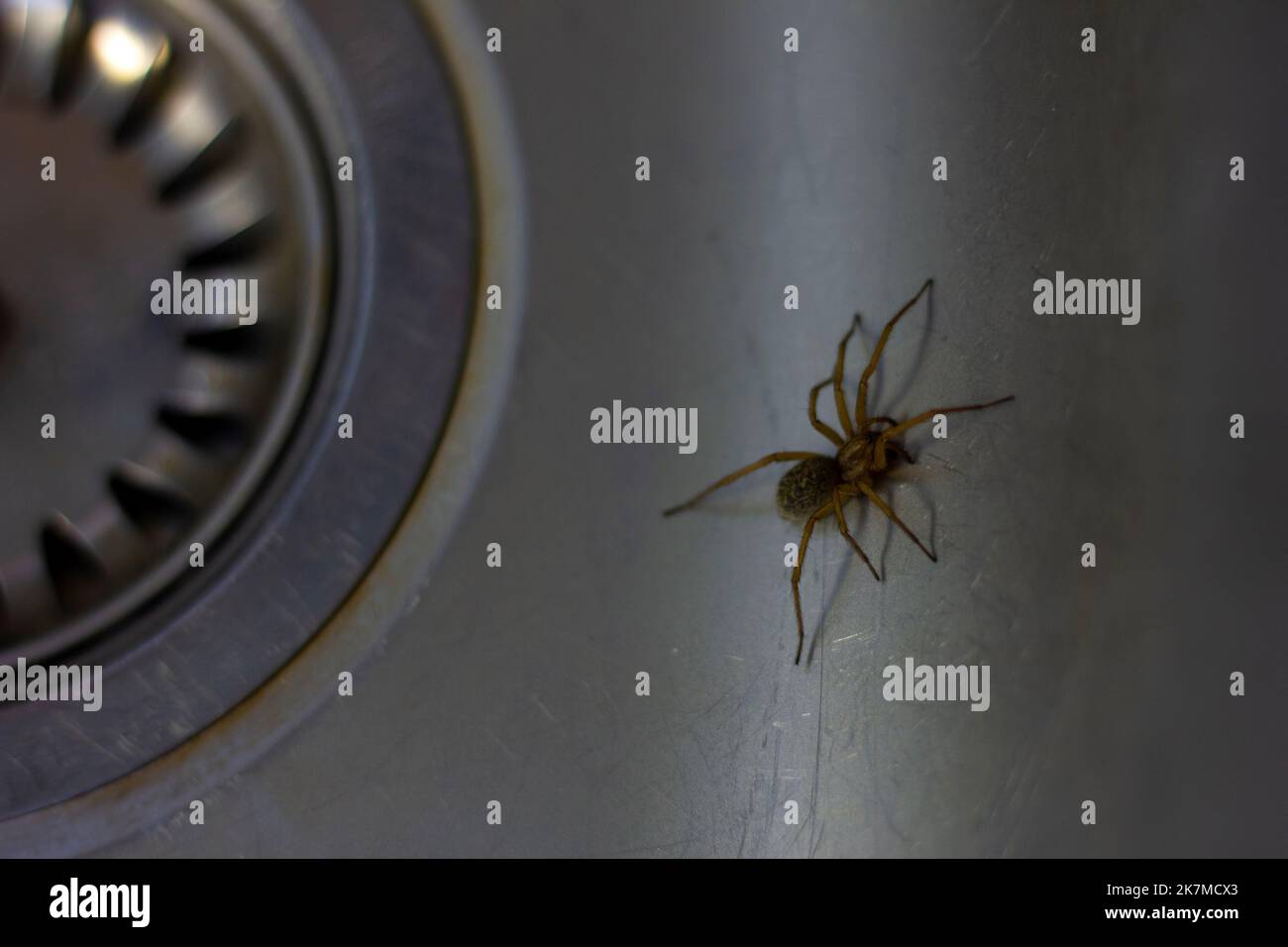 A close up portrait of a domestic house spider, barn funnel weaver or tegenaria domestica. The insect is trapped in the sink near the drain, because i Stock Photo