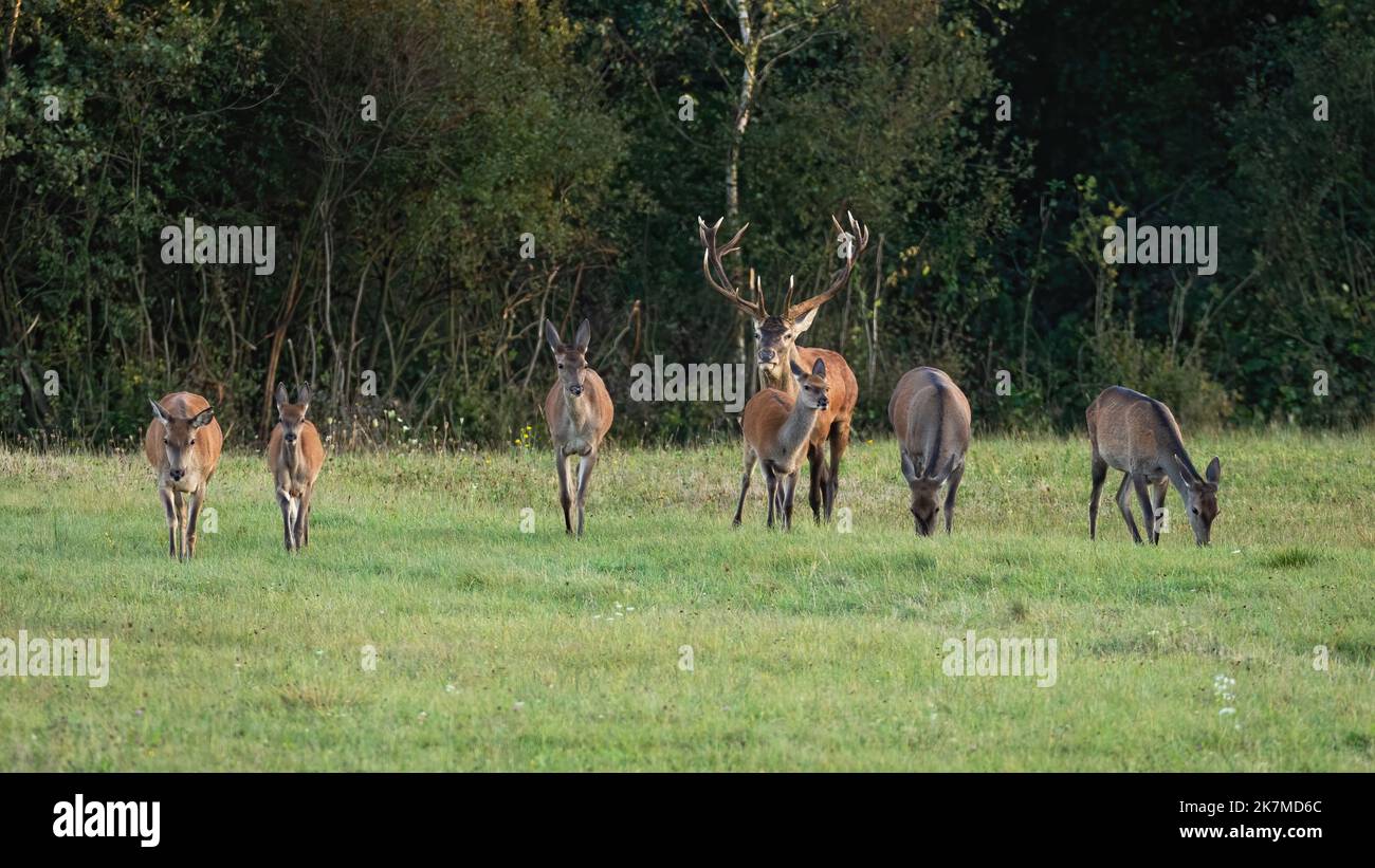Stag Life Mating season coming hi-res stock photography and images - Alamy
