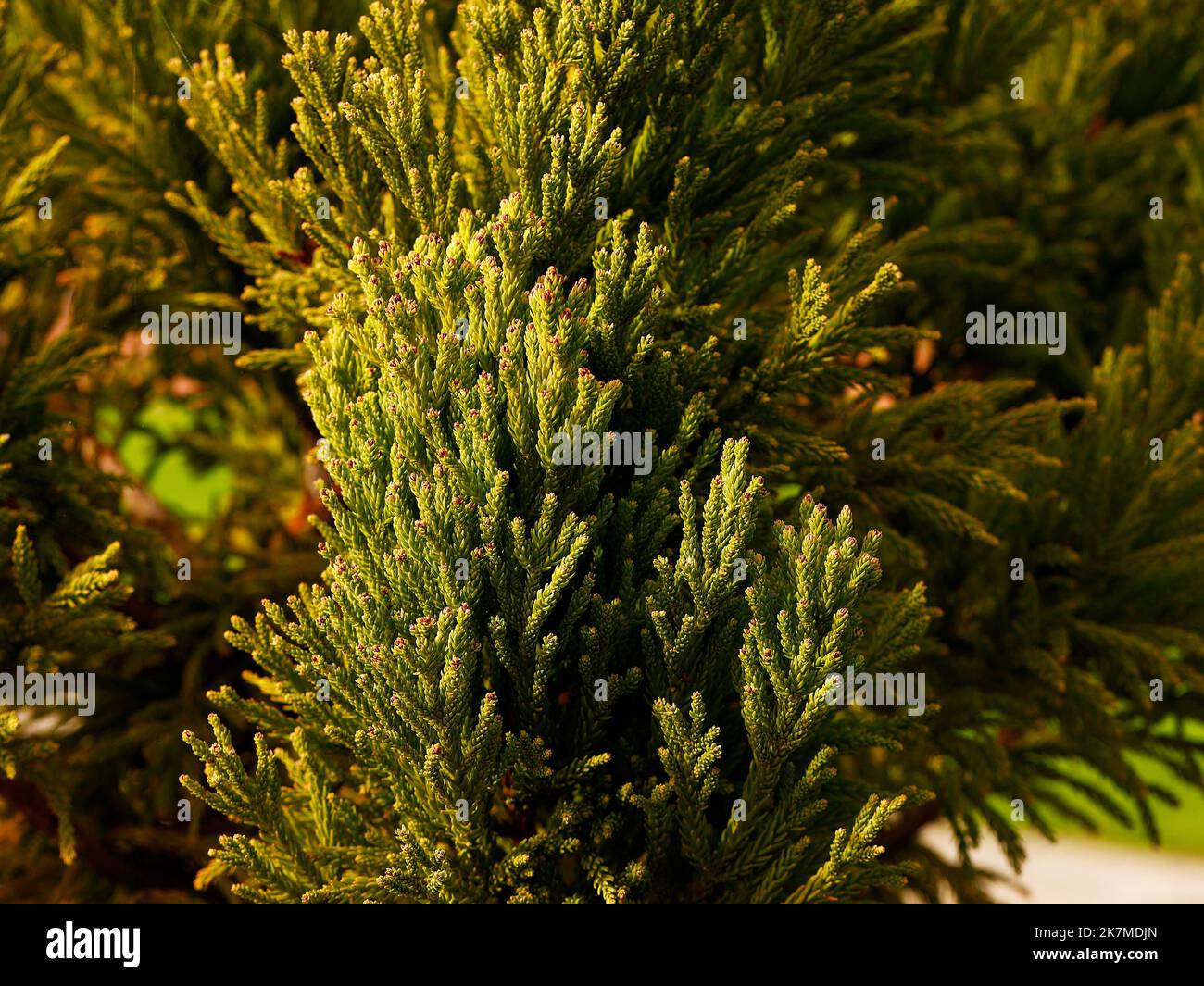 Close up of the slow and low growing garden conifer cultivar Cryptomeria japonica Rein's Dense Jade. Stock Photo