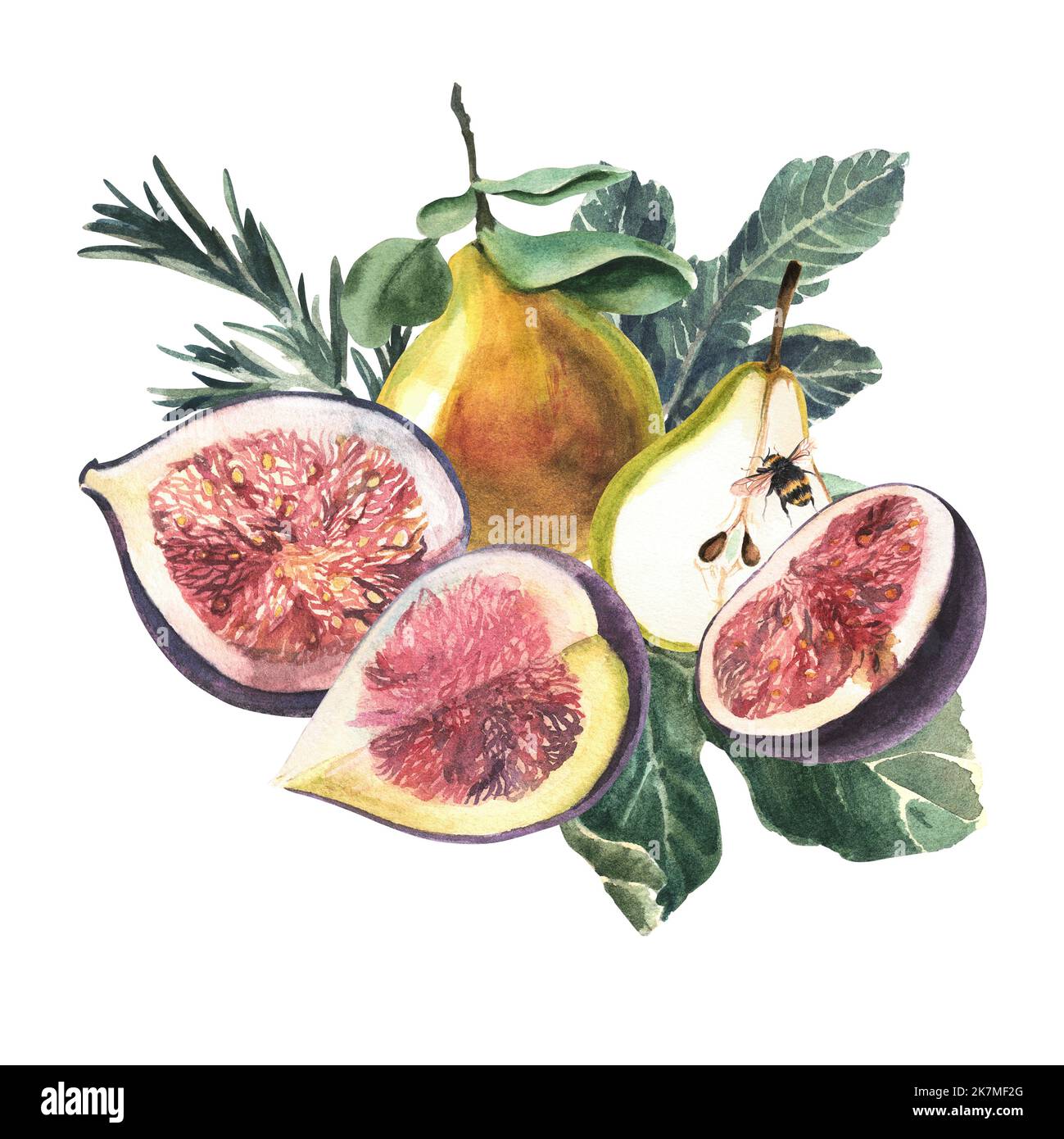 composition of figs, pears, bees and herbs on a white background. Watercolor hand painted illustration. Stock Photo