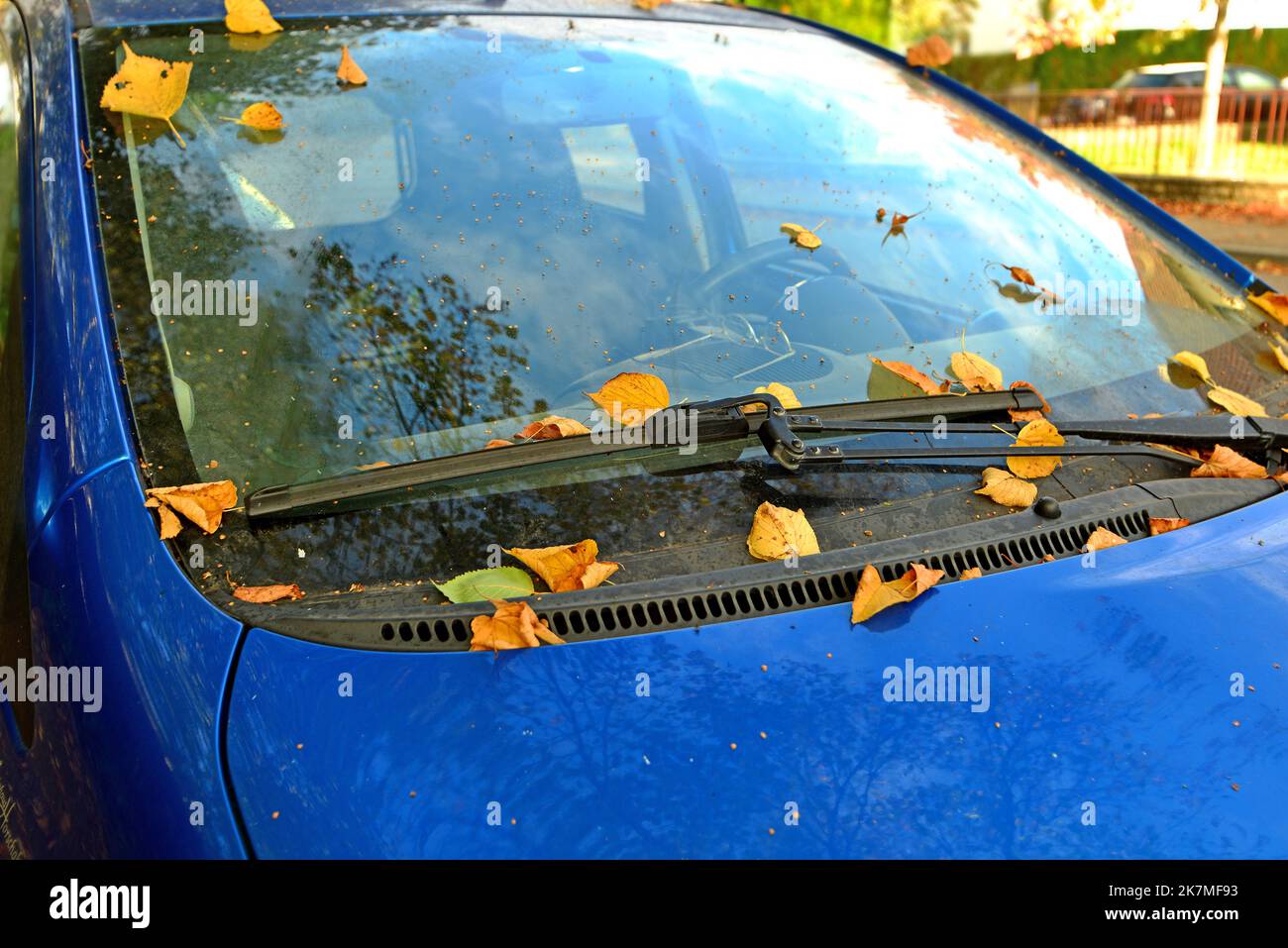 autumnal colored leaves on a blue car Stock Photo