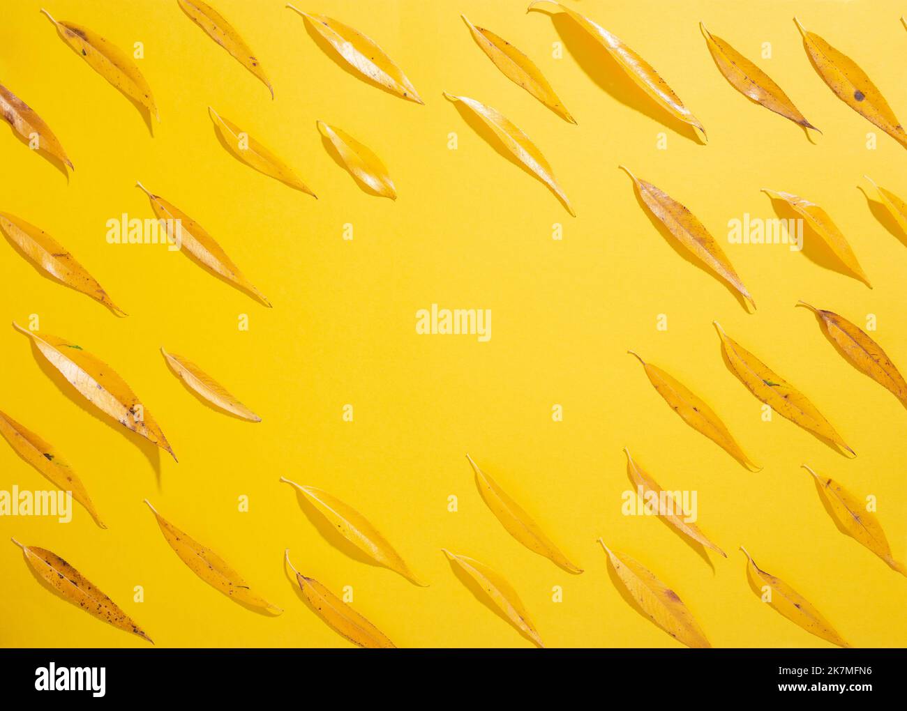 Willow leaves with hi-res stock photography and images - Alamy