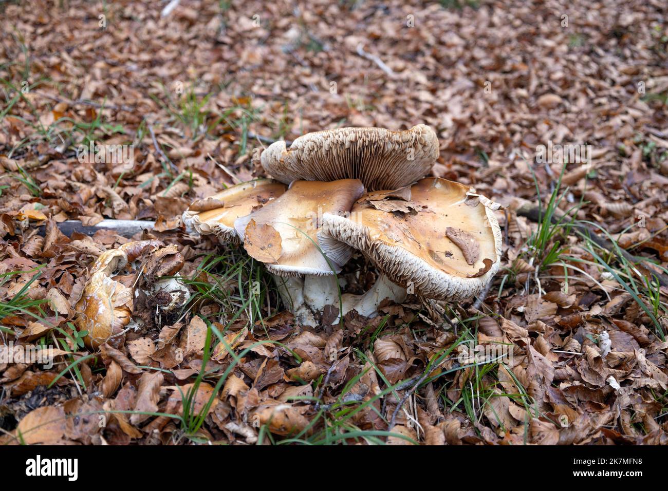 Close-up of Cortinarius Praestans mushrooms, edible mushrooms Stock Photo