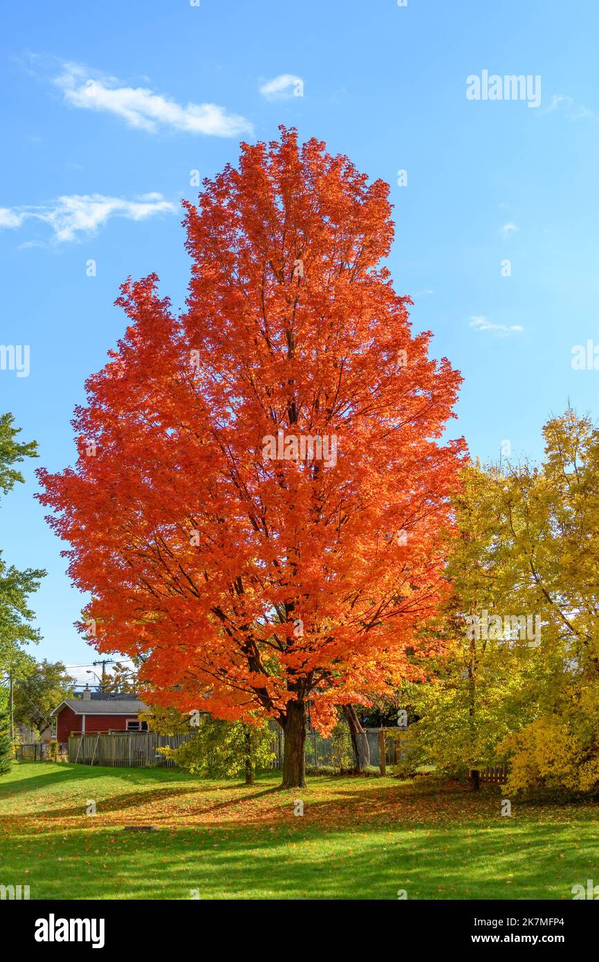 Autumn colors in a Toronto public park. Terraview Park in fall season