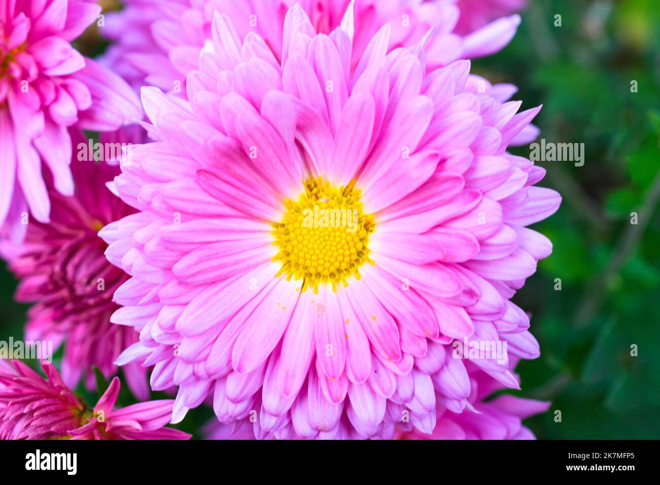 China aster pink and yellow flower, close-up Stock Photo