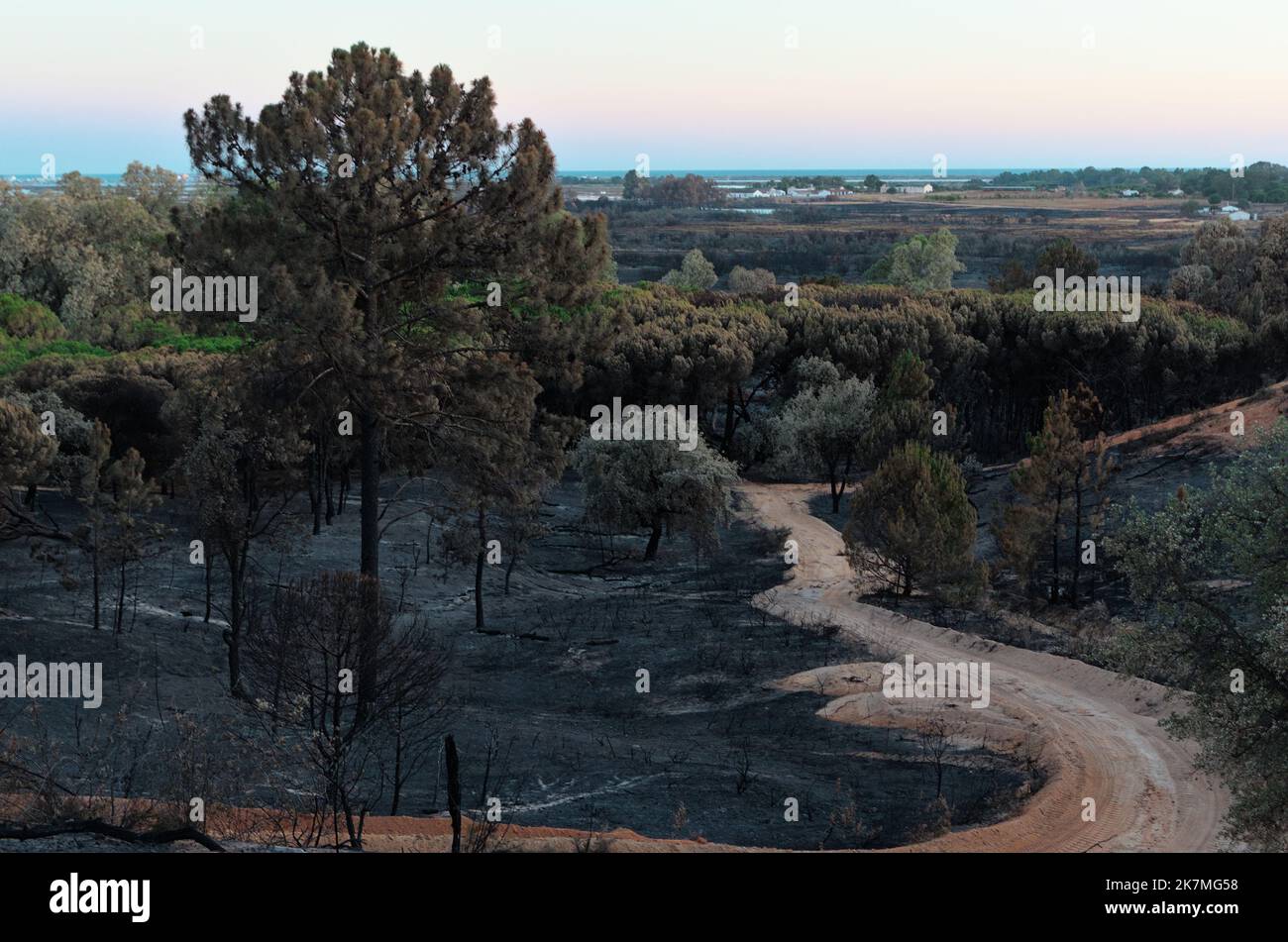 Aftermath of the wildfire of July 2022 in Ludo, Ria Formosa Natural Reserve. A Fire that spread to Quinta do Lago affecting it severely. Algarve, Portugal Stock Photo