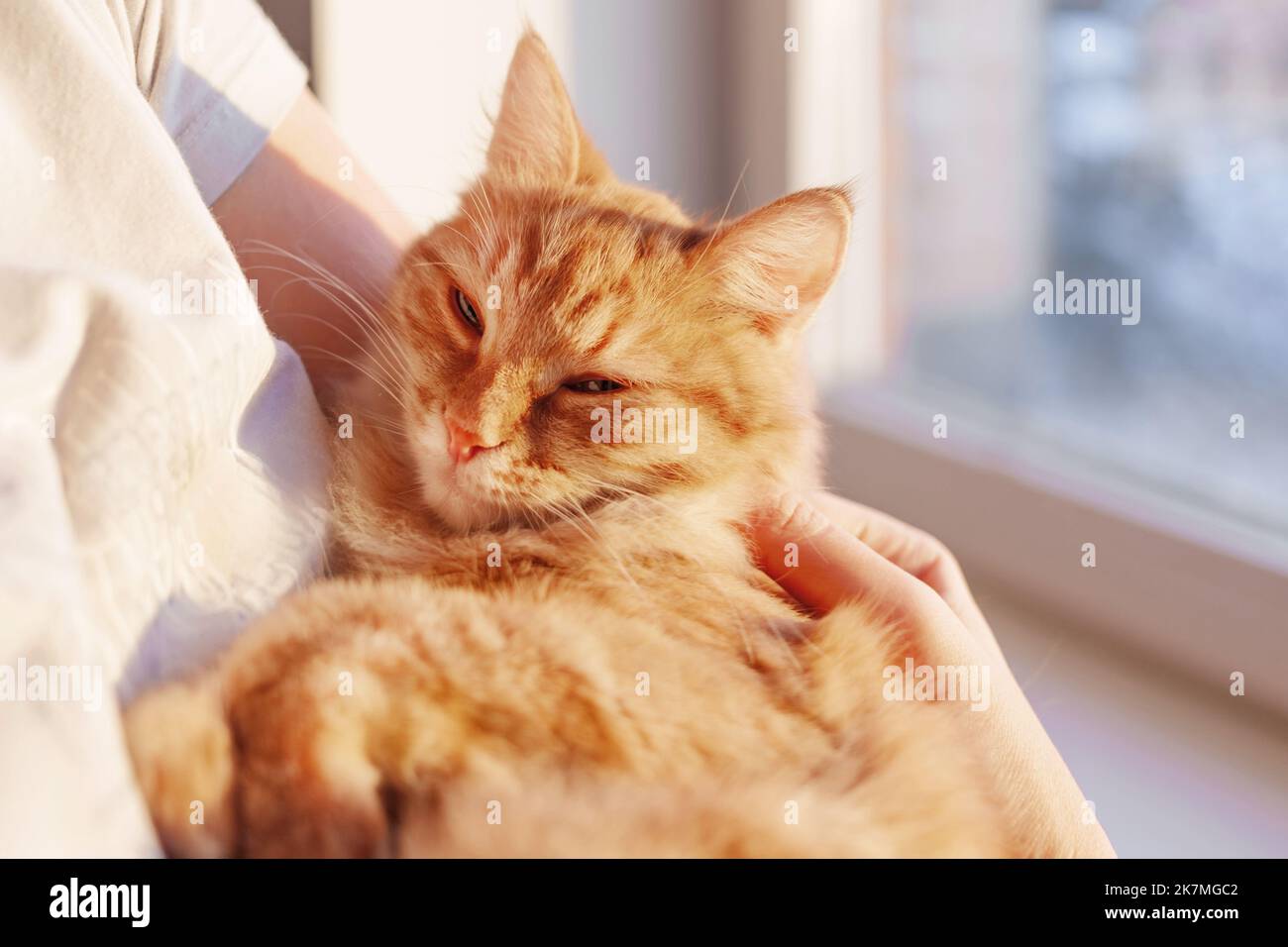 Cute ginger cat is lying on woman's hands and staring at camera. Symbol of fluffy pet adoption. Stock Photo